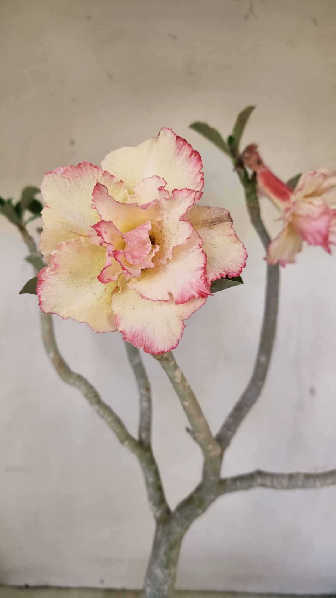 Planta Dobrada 3482 – 45cm – 04 anos - foto 4