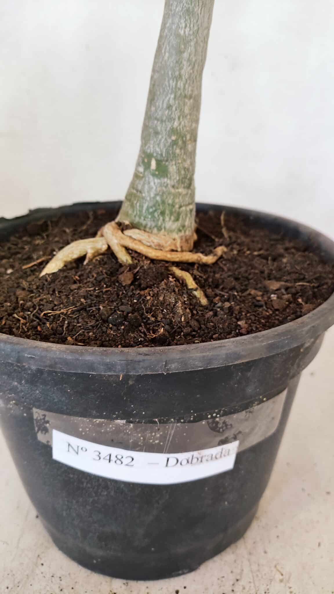Planta Dobrada 3482 – 45cm – 04 anos - foto 6
