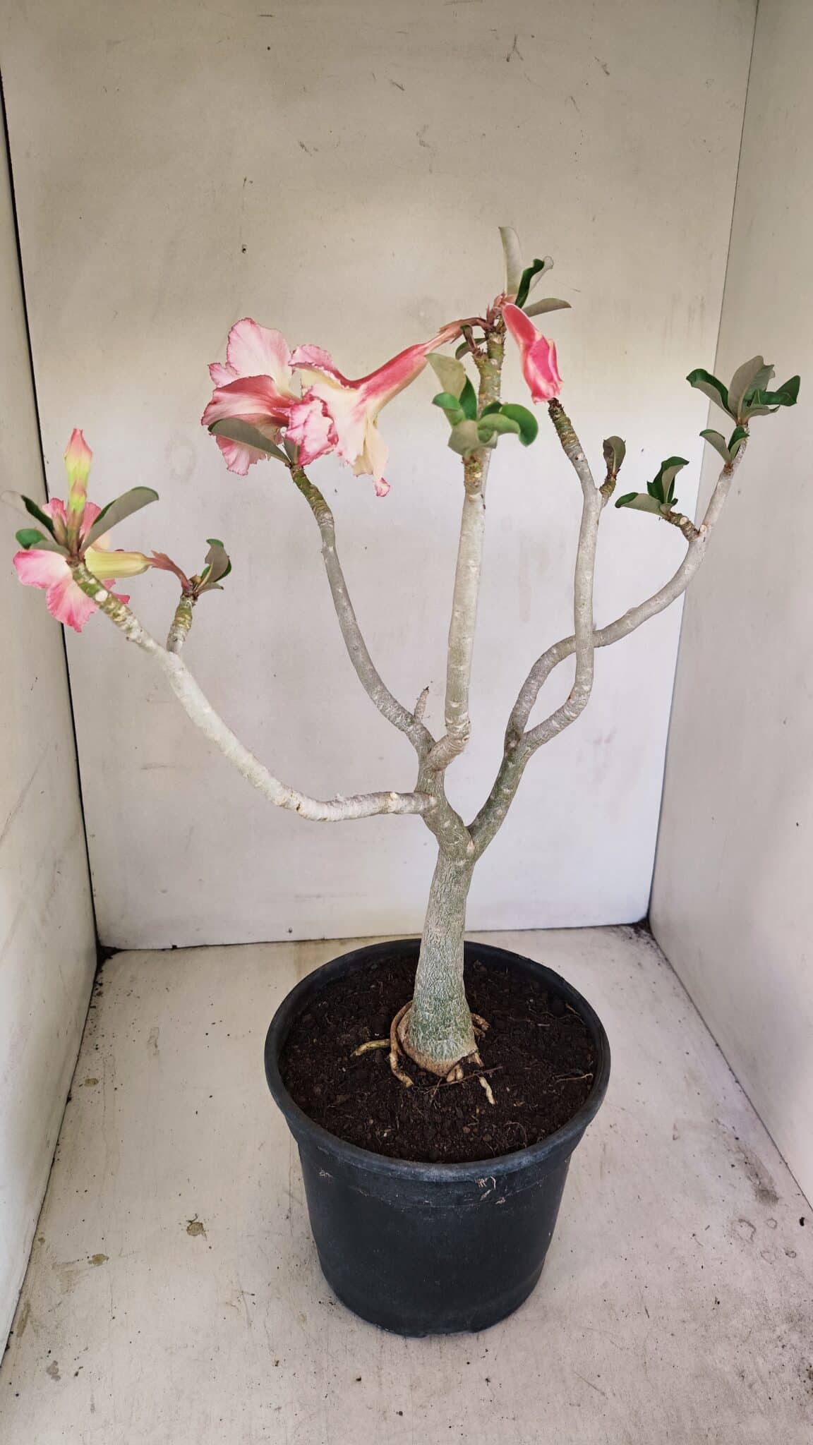 Planta Dobrada 3482 – 45cm – 04 anos - foto 5