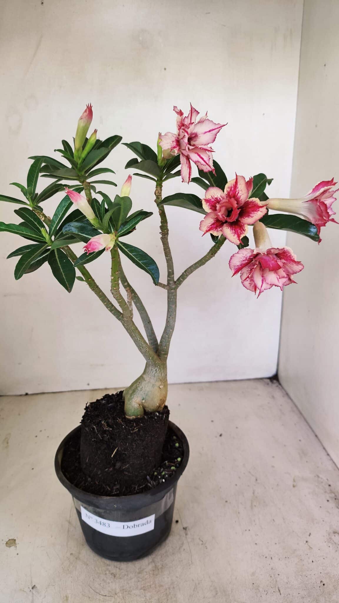 Planta Dobrada 3483 – 35cm – 03 anos - foto 2