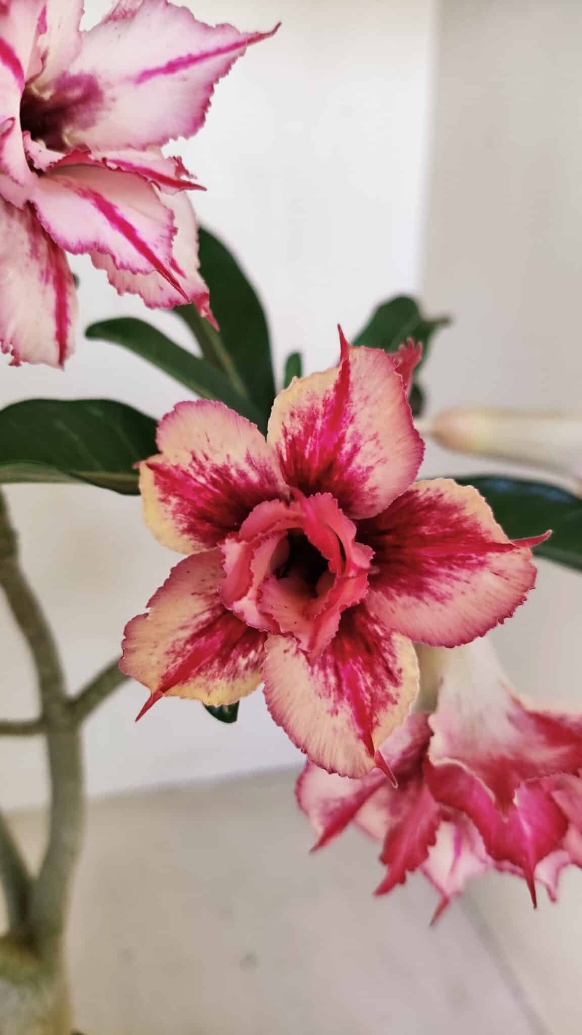 Planta Dobrada 3483 – 35cm – 03 anos - foto 3