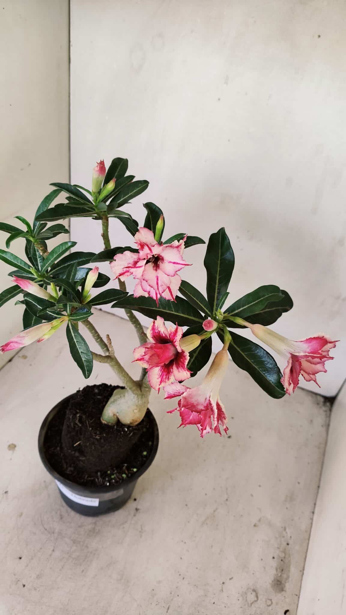 Planta Dobrada 3483 – 35cm – 03 anos - foto 4