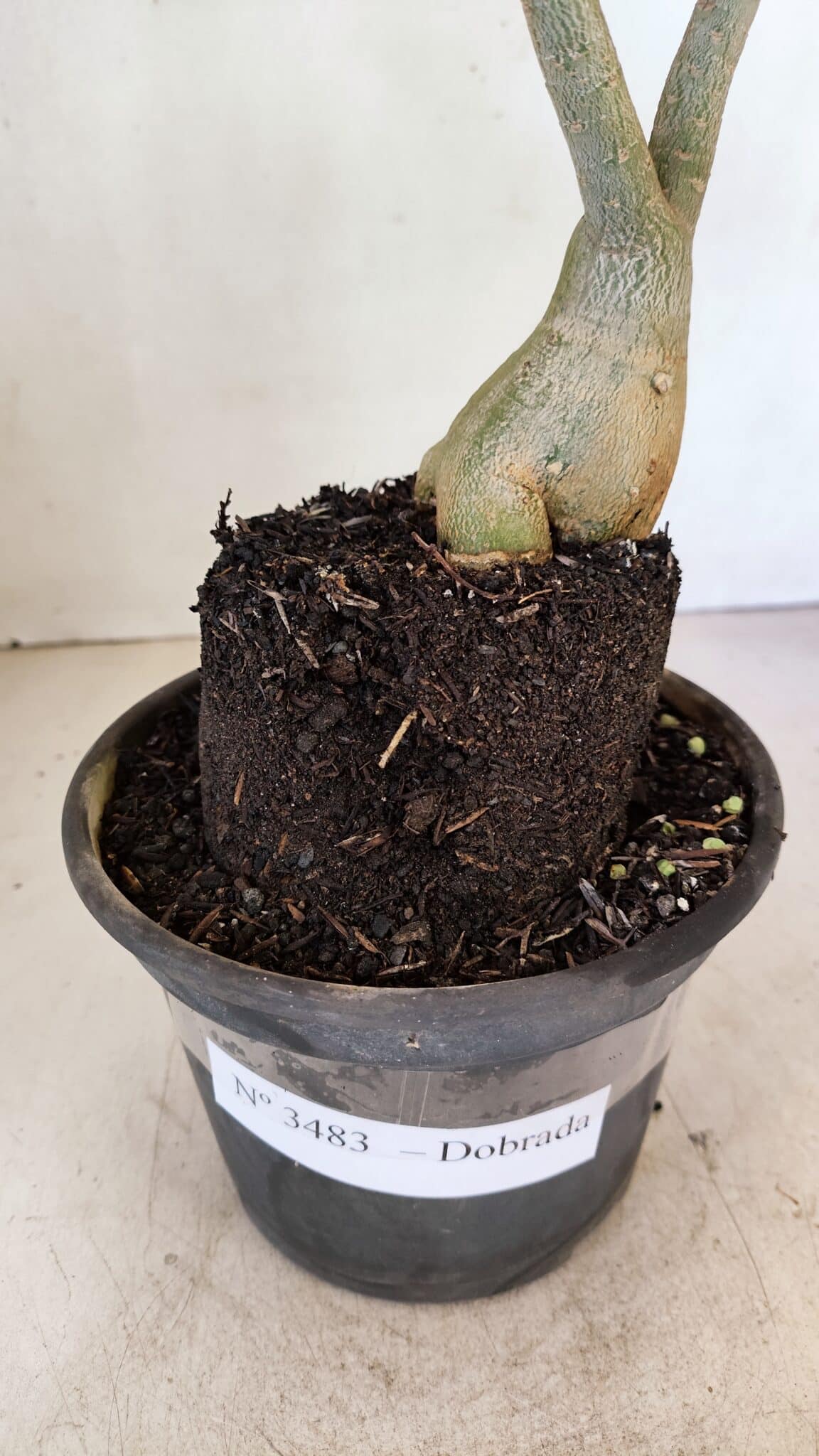 Planta Dobrada 3483 – 35cm – 03 anos - foto 7