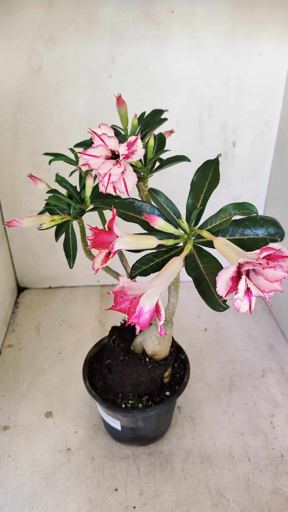 Planta Dobrada 3483 – 35cm – 03 anos - foto 6