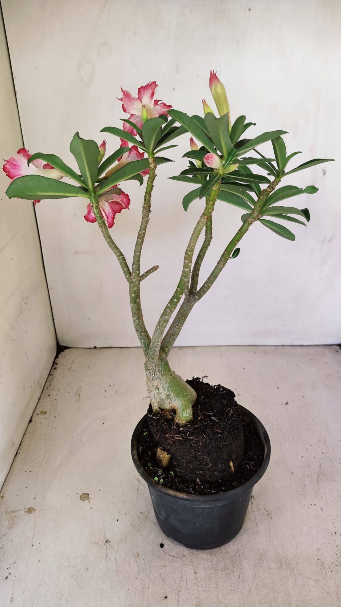 Planta Dobrada 3483 – 35cm – 03 anos - foto 5