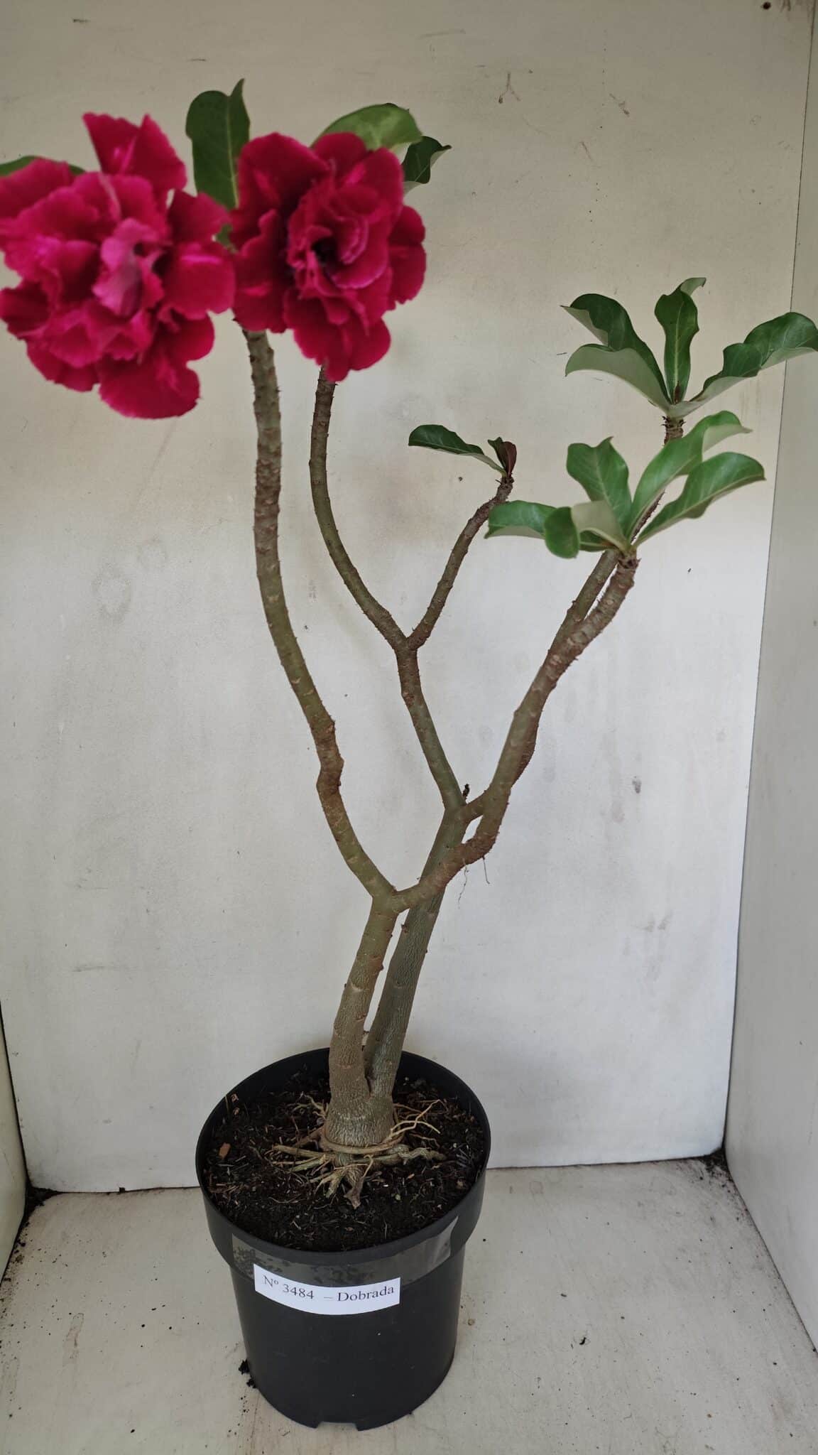Planta Dobrada 3484 – 50cm – 04 anos - foto 2