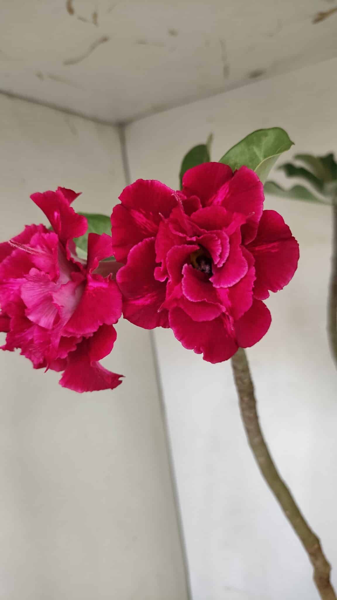 Planta Dobrada 3484 – 50cm – 04 anos - foto 3
