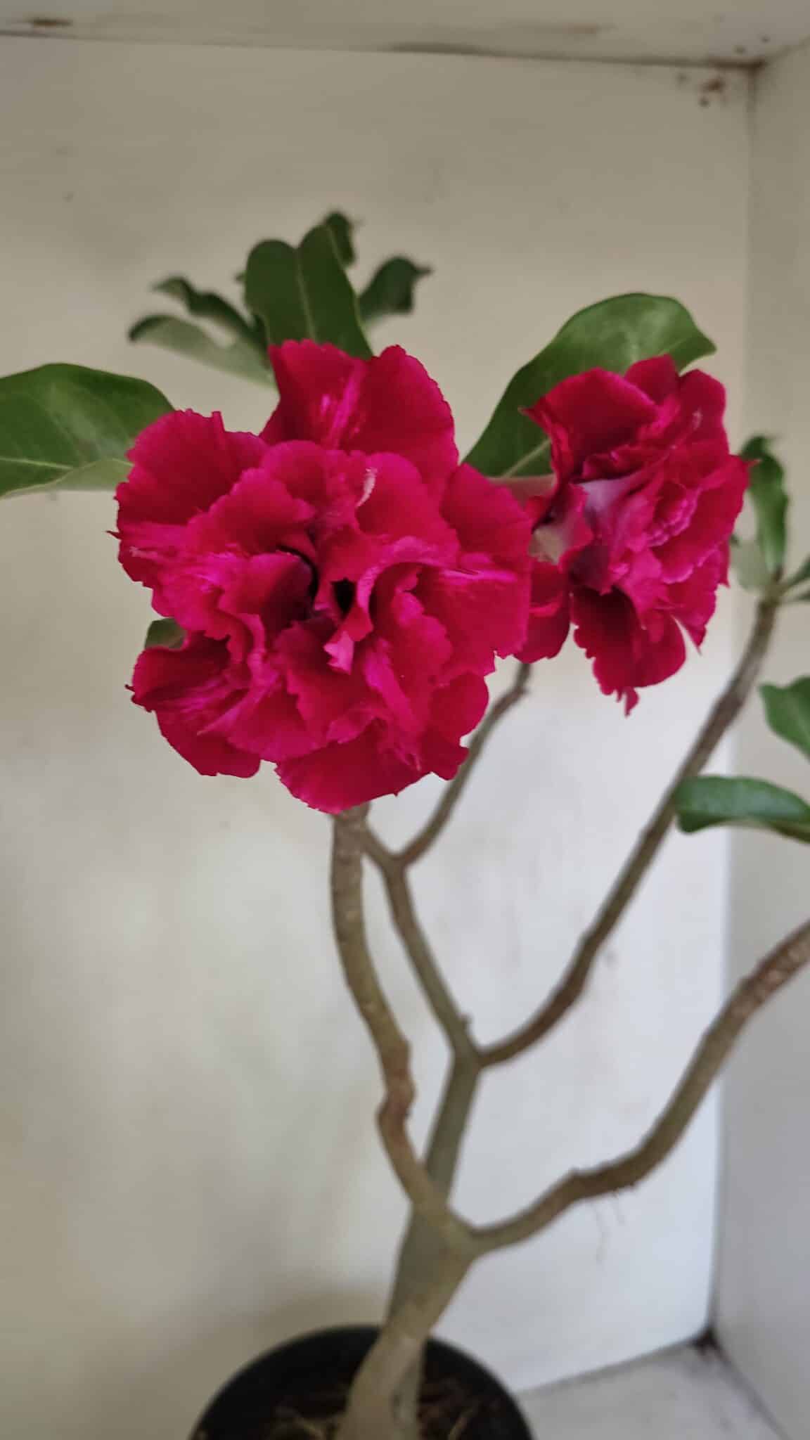 Planta Dobrada 3484 – 50cm – 04 anos - foto 4