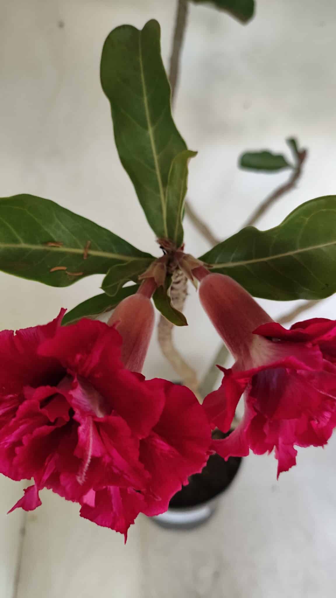 Planta Dobrada 3484 – 50cm – 04 anos - foto 8