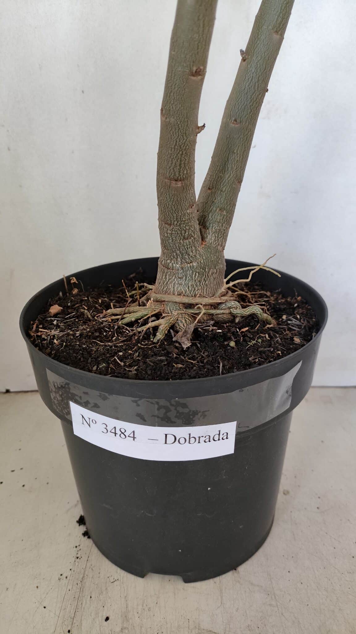 Planta Dobrada 3484 – 50cm – 04 anos - foto 7