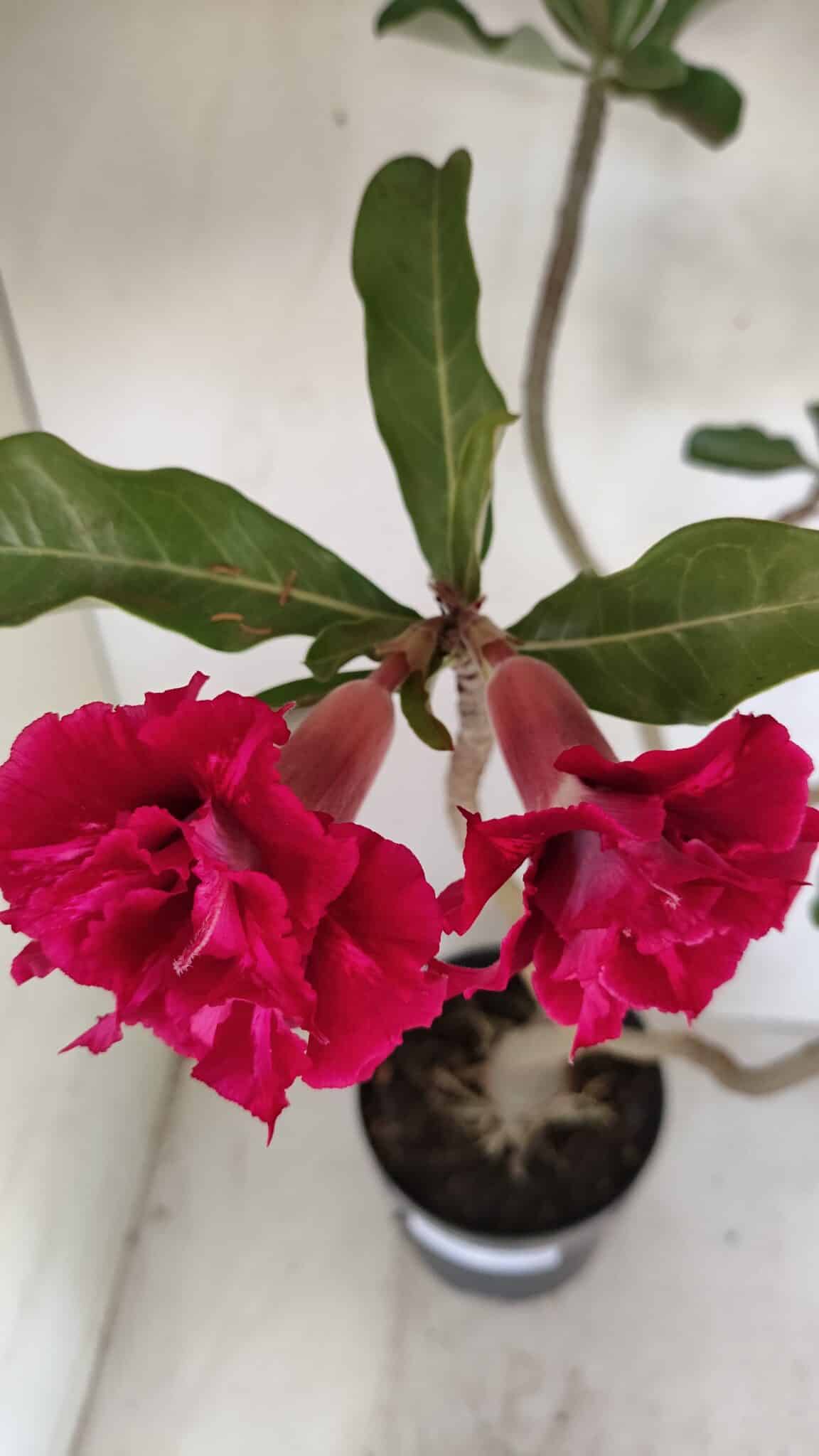Planta Dobrada 3484 – 50cm – 04 anos - foto 5