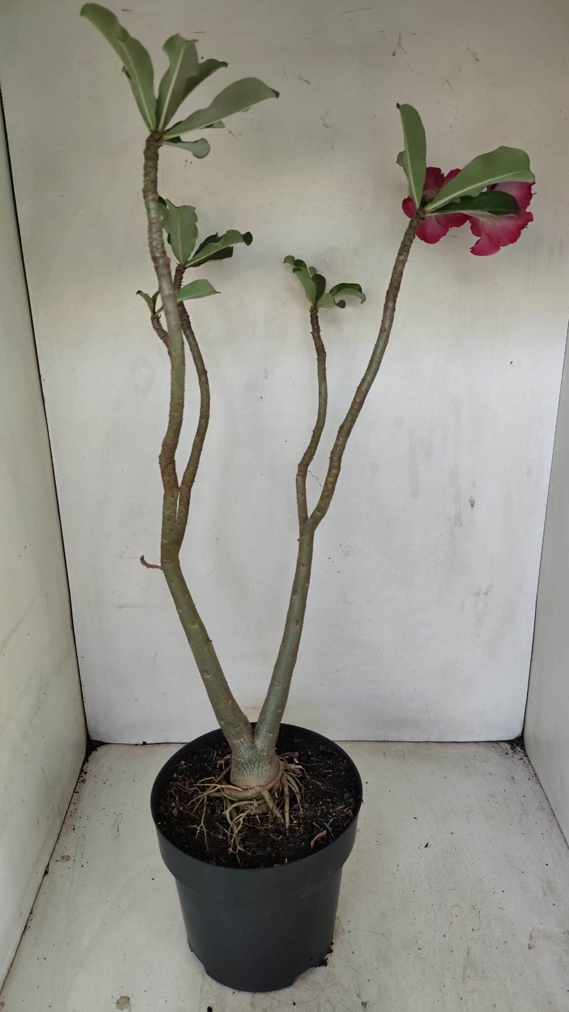 Planta Dobrada 3484 – 50cm – 04 anos - foto 6