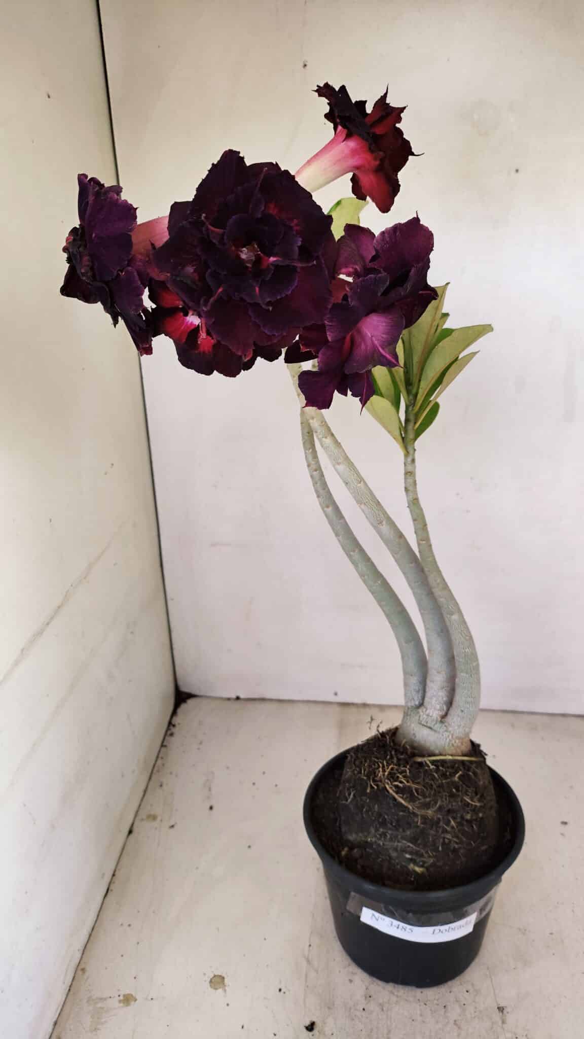 Planta Dobrada 3485 – 35cm – 03 anos - foto 2