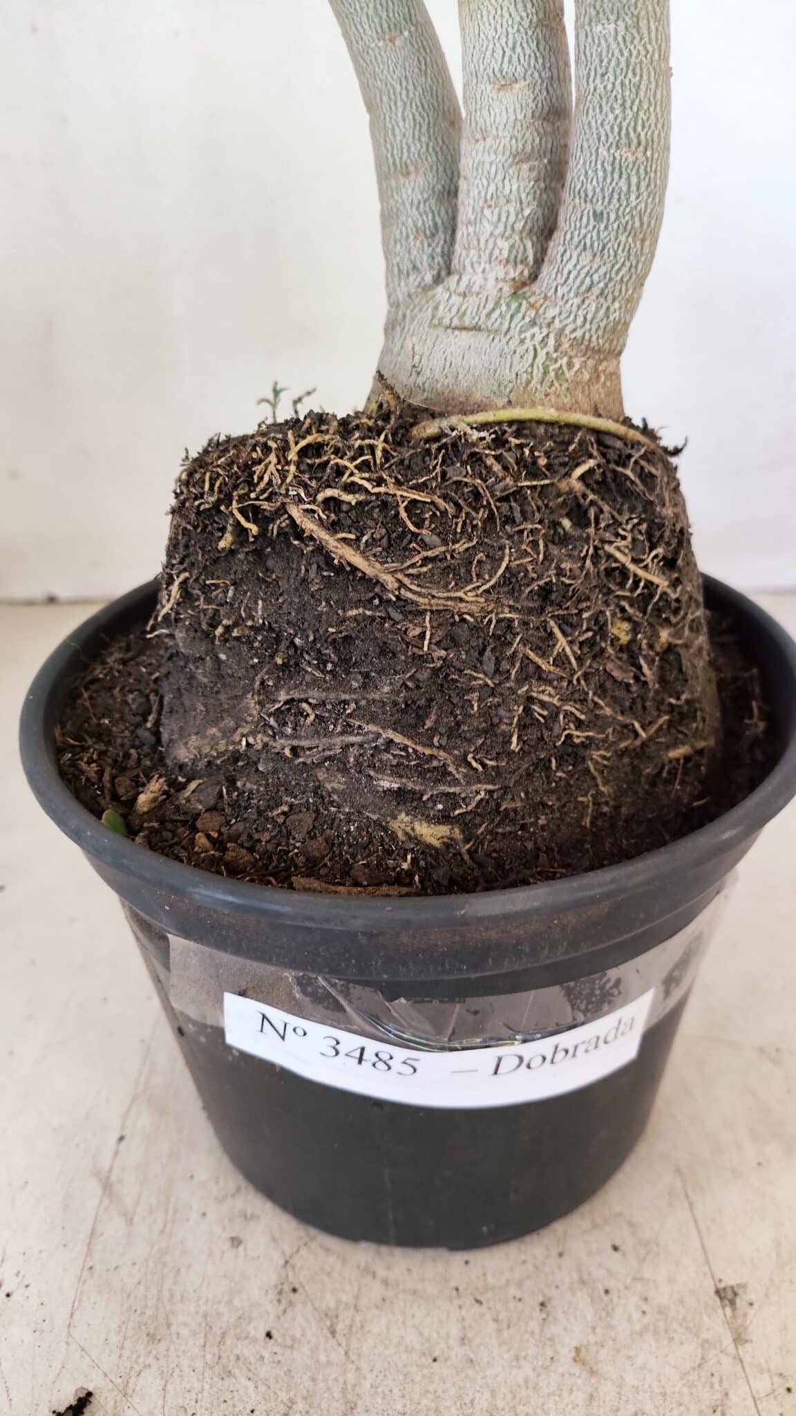 Planta Dobrada 3485 – 35cm – 03 anos - foto 8