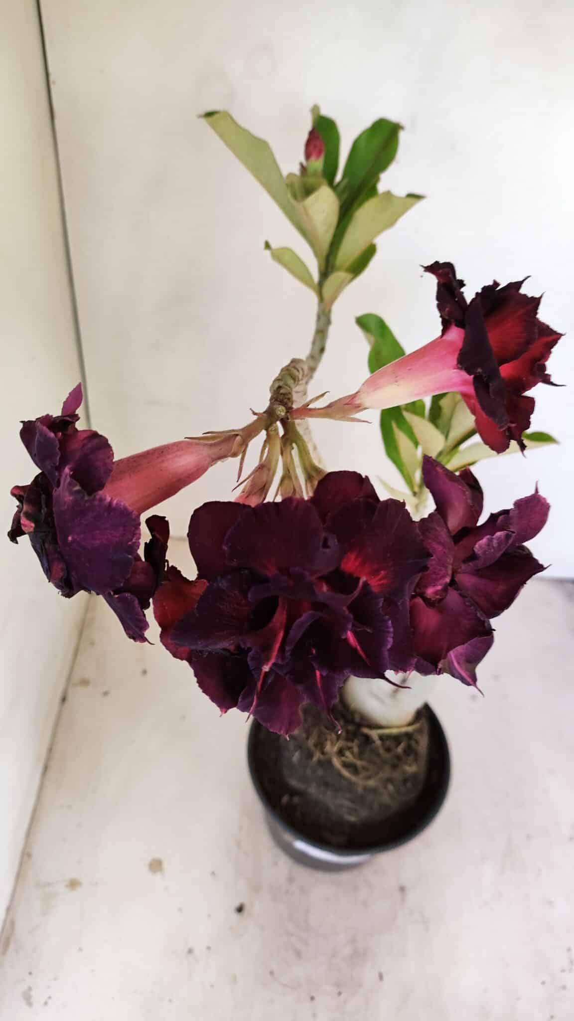 Planta Dobrada 3485 – 35cm – 03 anos - foto 4
