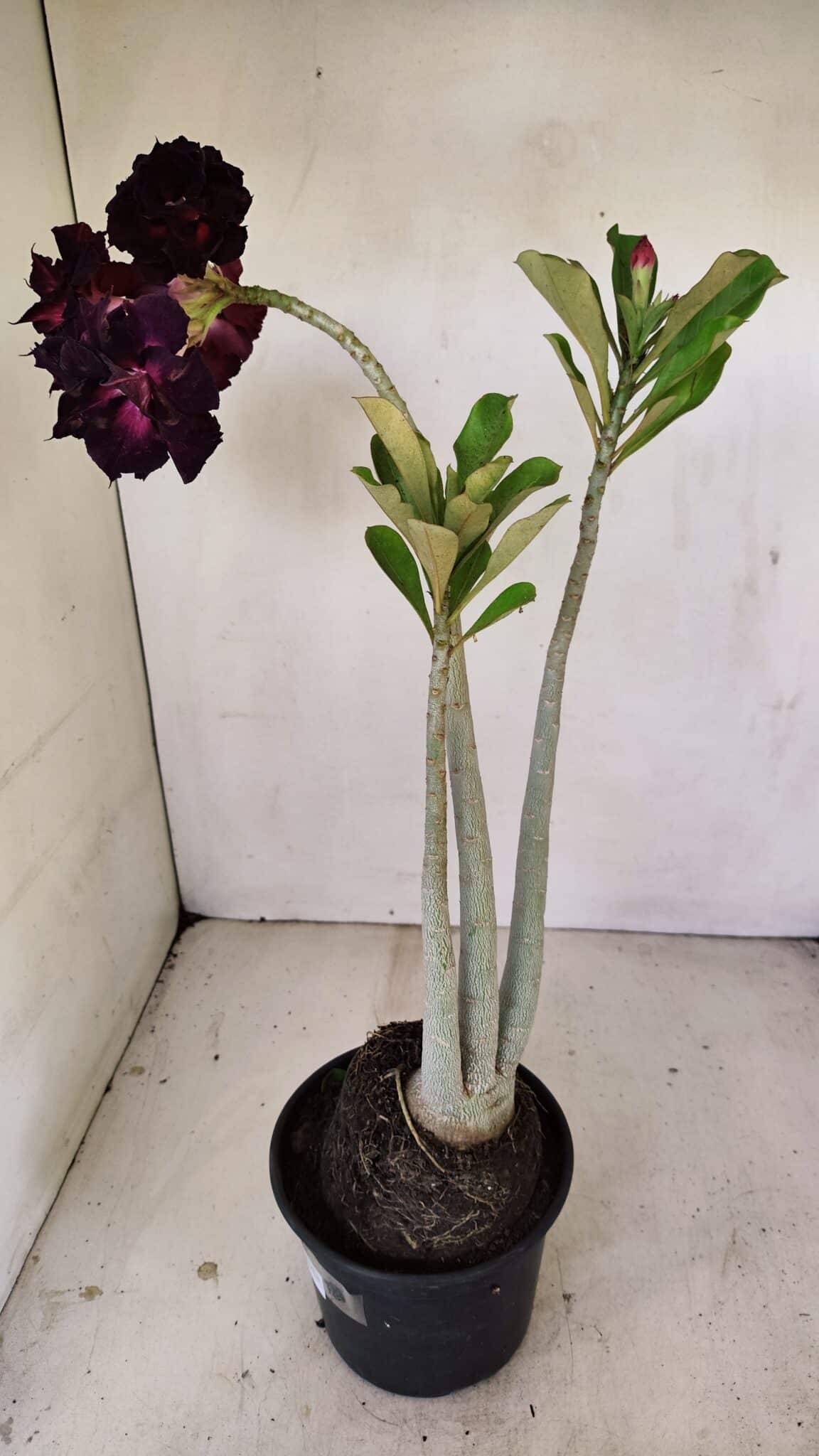 Planta Dobrada 3485 – 35cm – 03 anos - foto 6