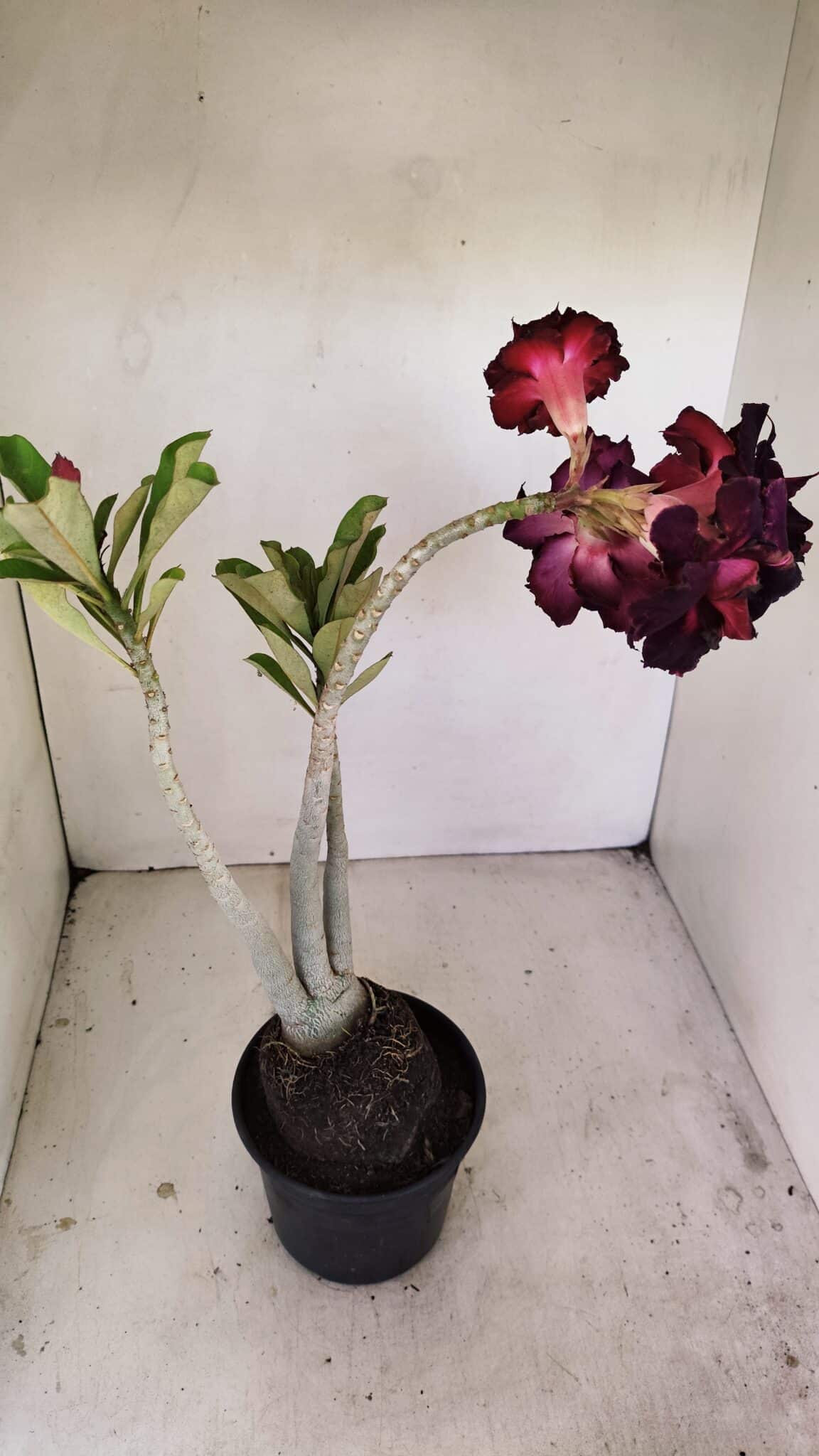 Planta Dobrada 3485 – 35cm – 03 anos - foto 5