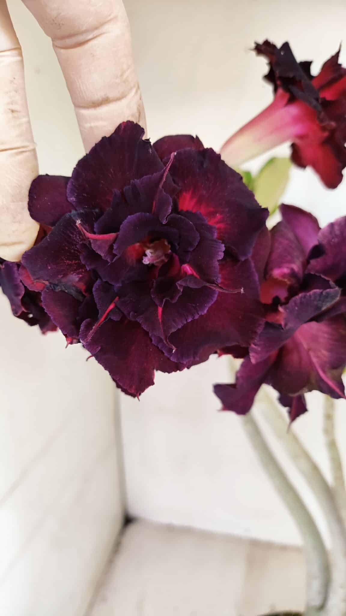 Planta Dobrada 3485 – 35cm – 03 anos - foto 7