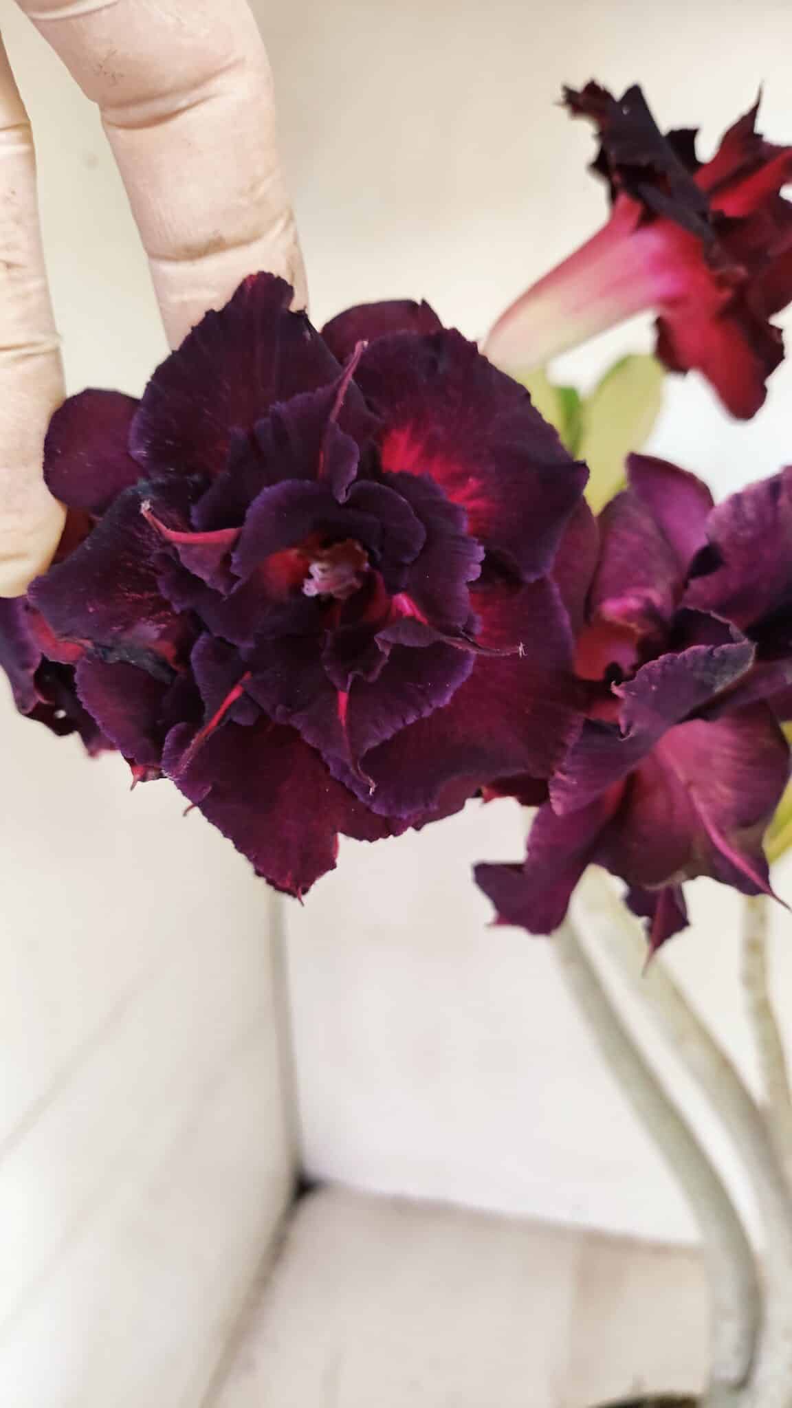 Planta Dobrada 3485 – 35cm – 03 anos - foto 3