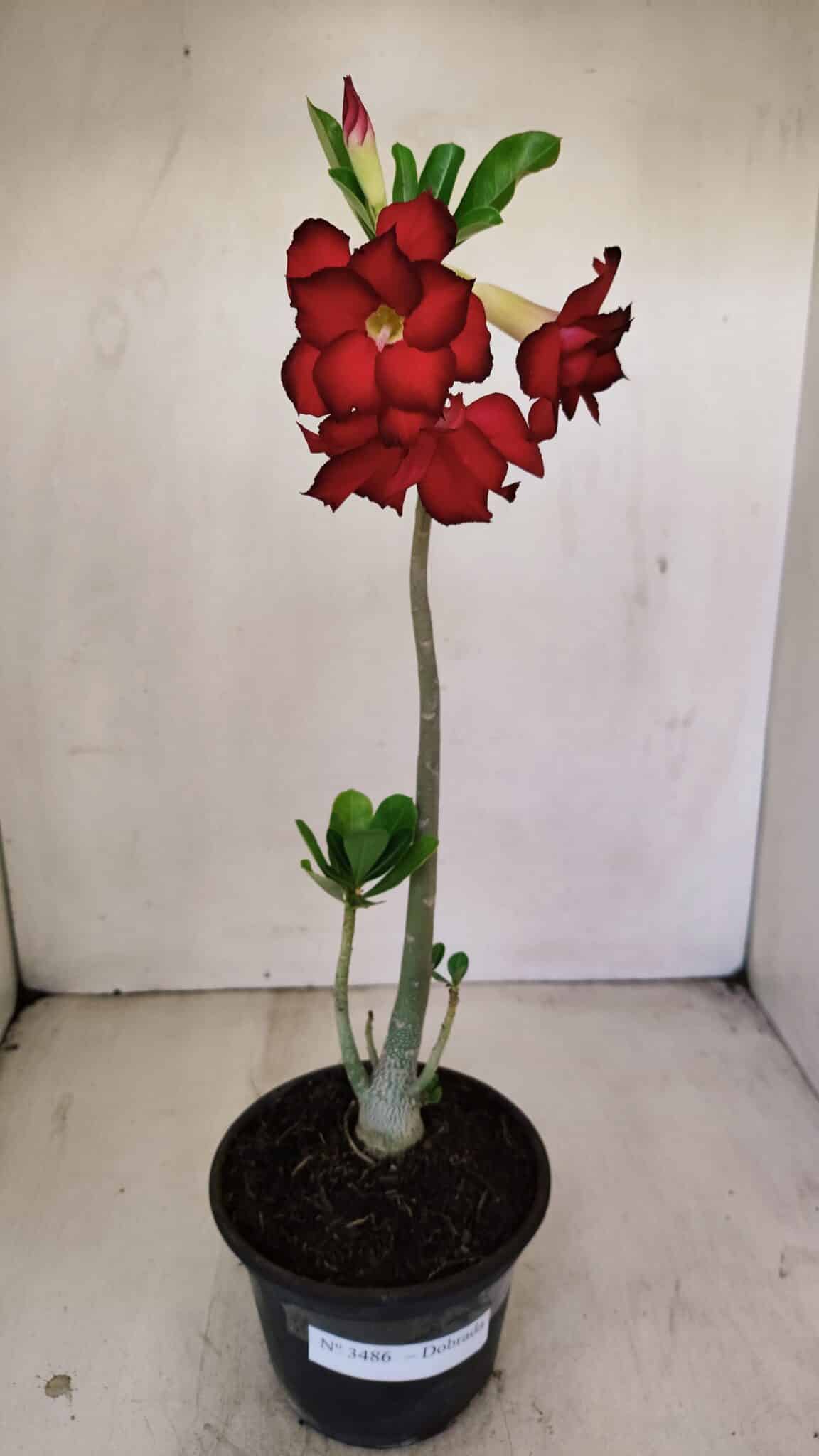 Planta Dobrada 3486 – 30cm – 02 anos - foto 2