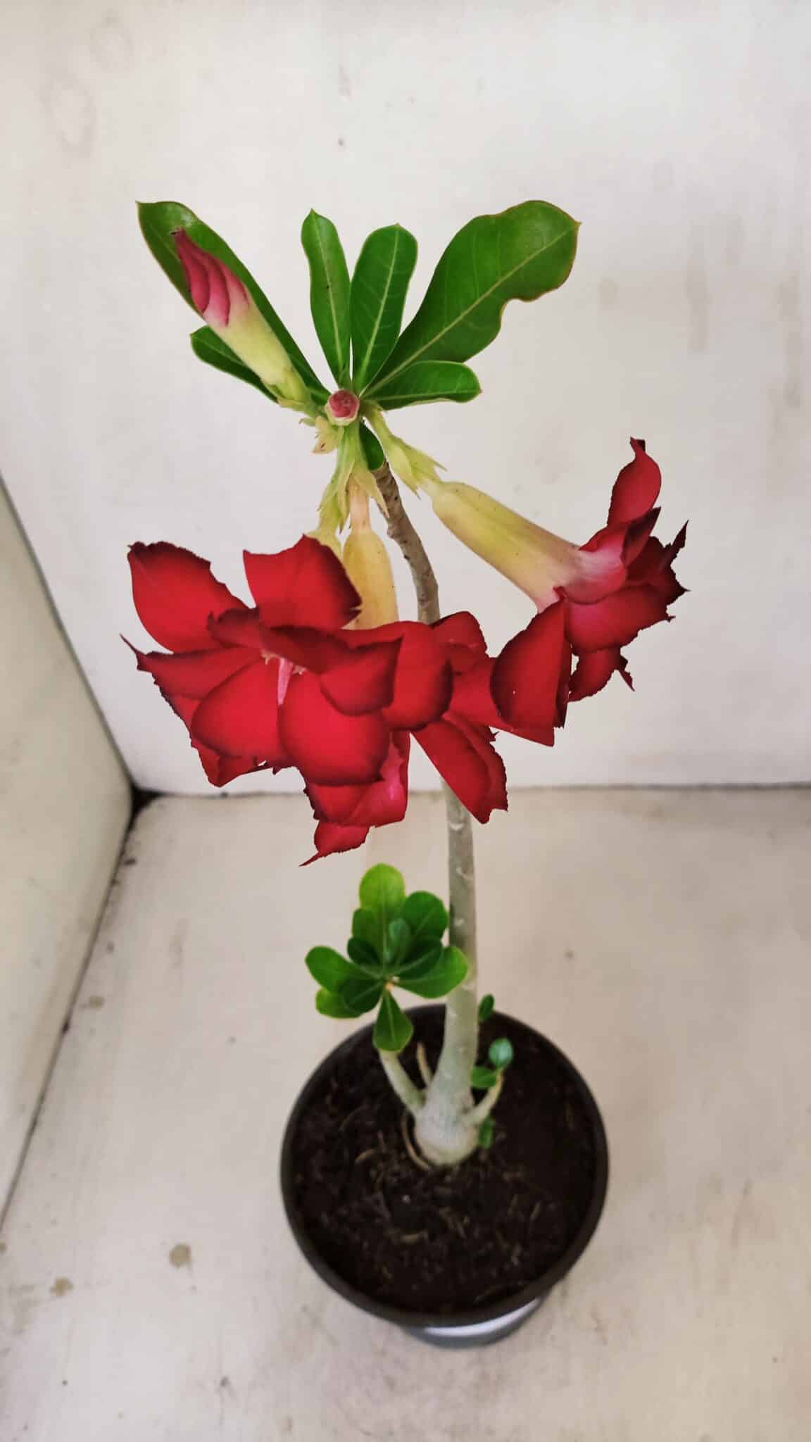 Planta Dobrada 3486 – 30cm – 02 anos - foto 4