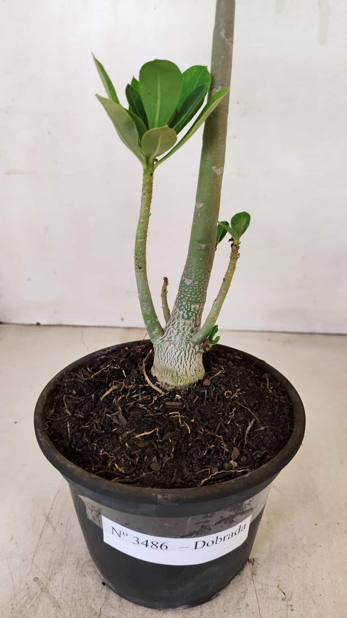 Planta Dobrada 3486 – 30cm – 02 anos - foto 8