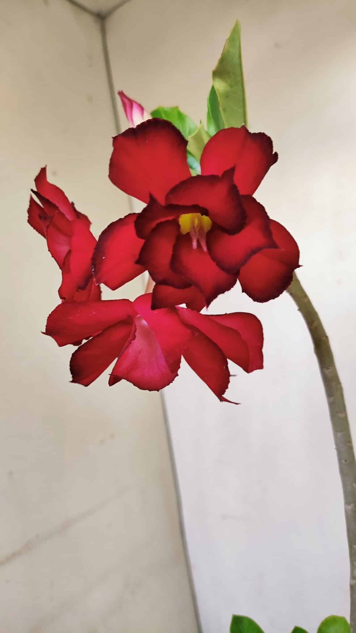 Planta Dobrada 3486 – 30cm – 02 anos - foto 3