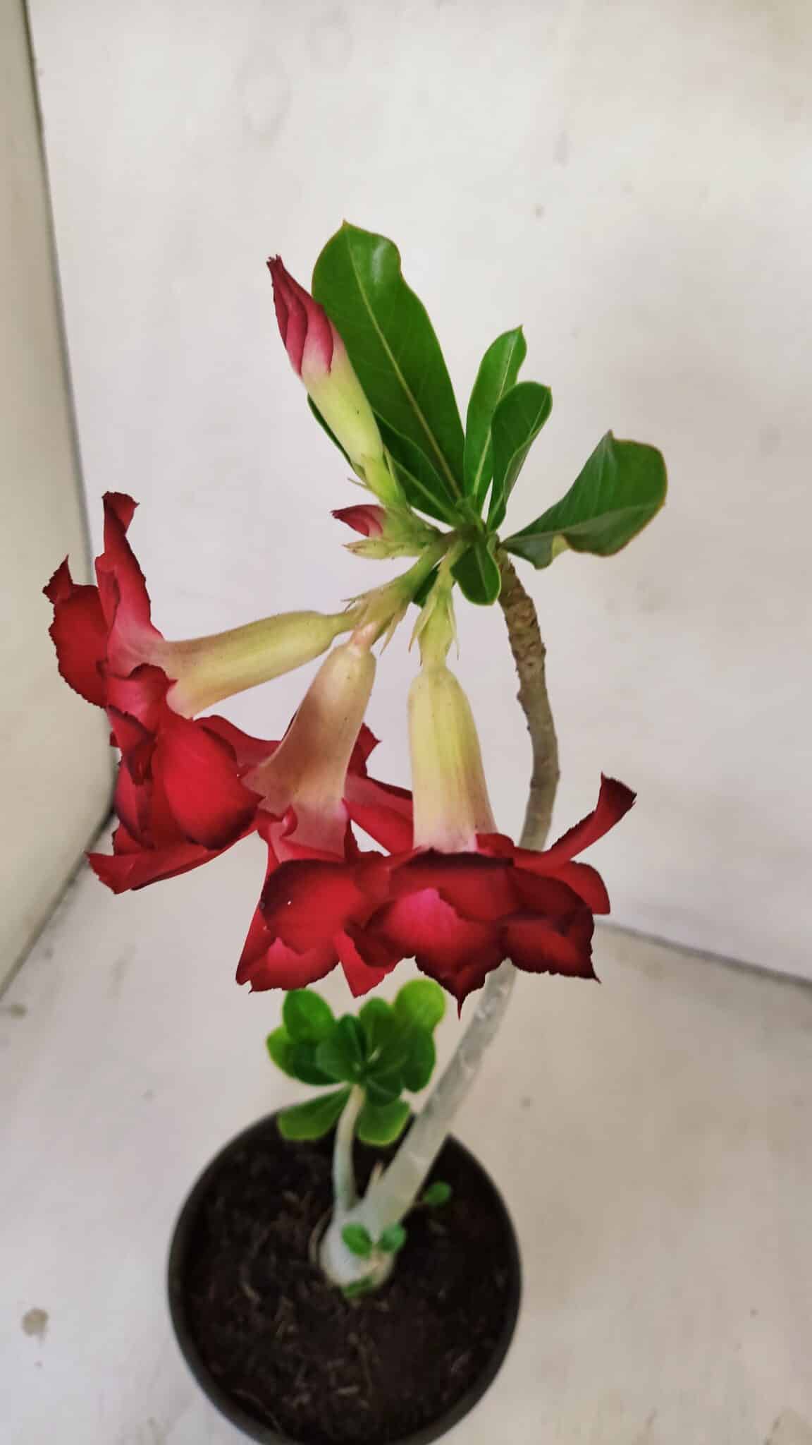 Planta Dobrada 3486 – 30cm – 02 anos - foto 7