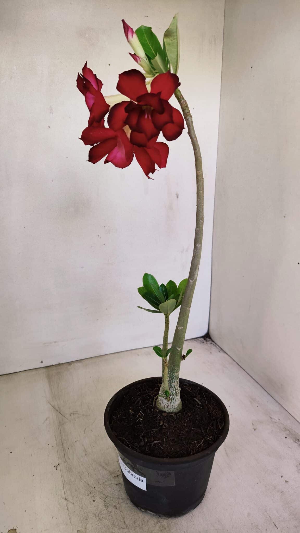 Planta Dobrada 3486 – 30cm – 02 anos - foto 6