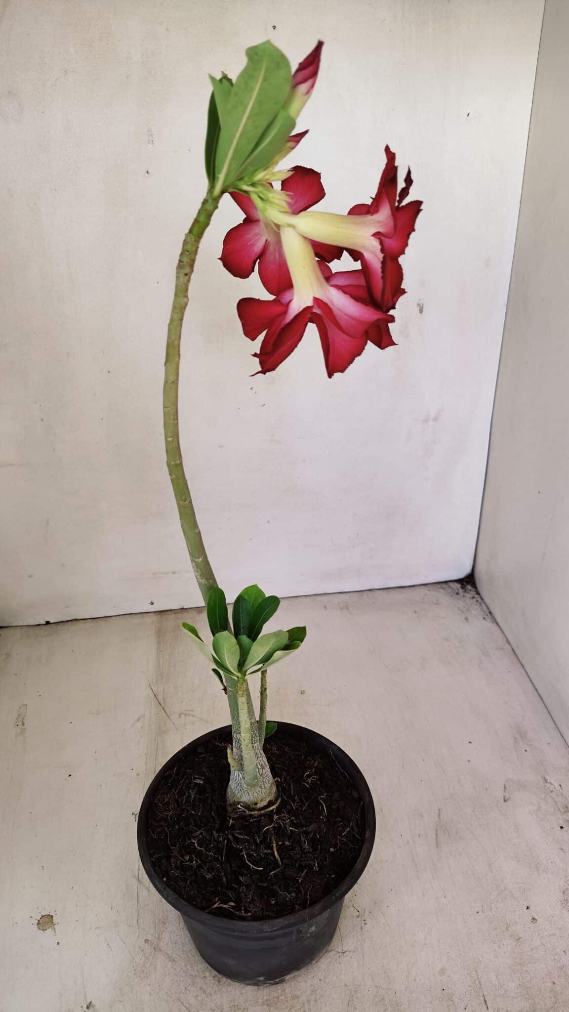 Planta Dobrada 3486 – 30cm – 02 anos - foto 5