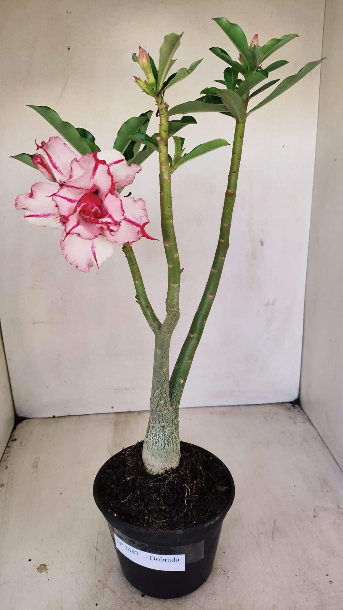 Planta Dobrada 3487 – 40cm – 03 anos - foto 2