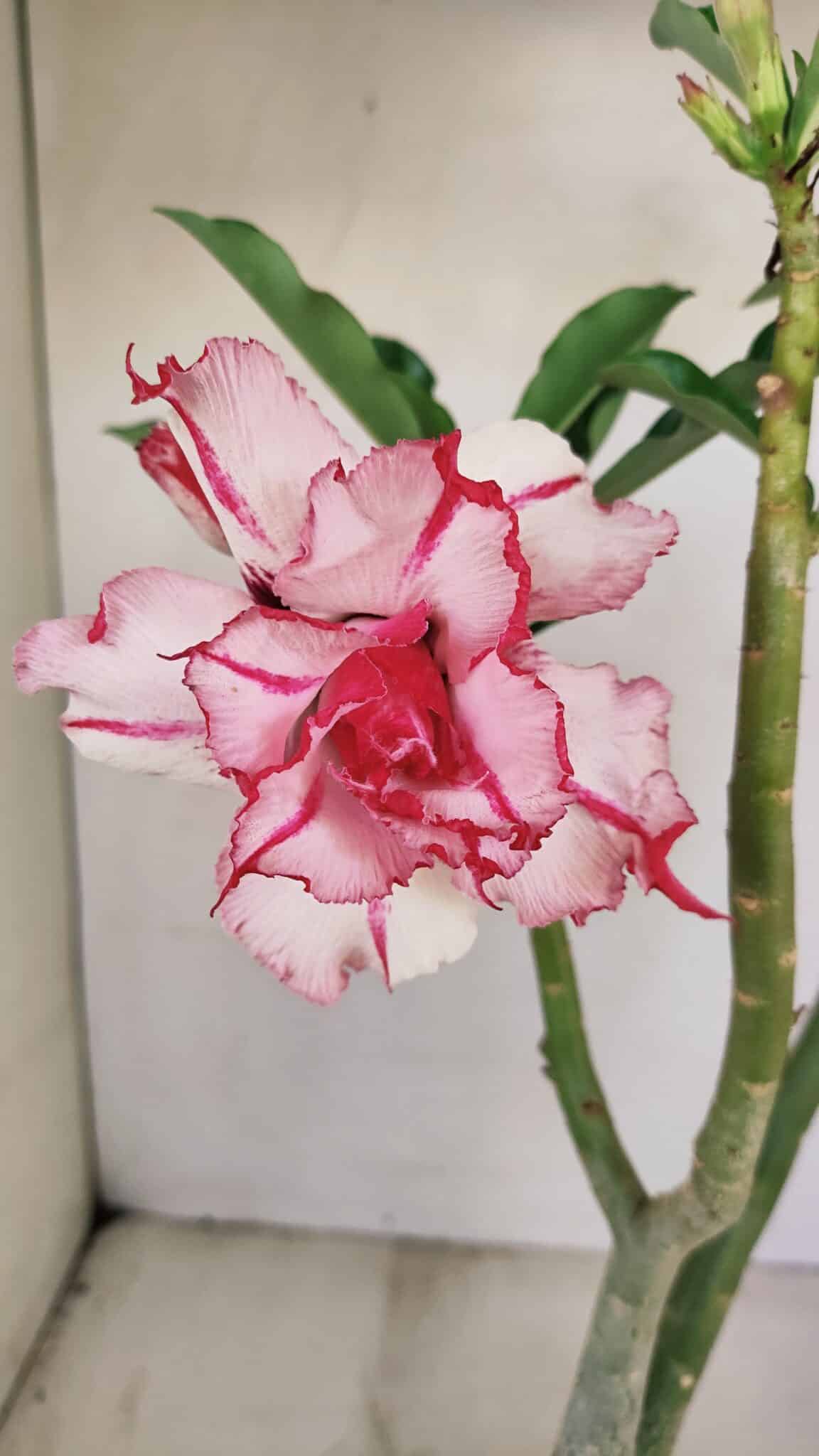 Planta Dobrada 3487 – 40cm – 03 anos - foto 4