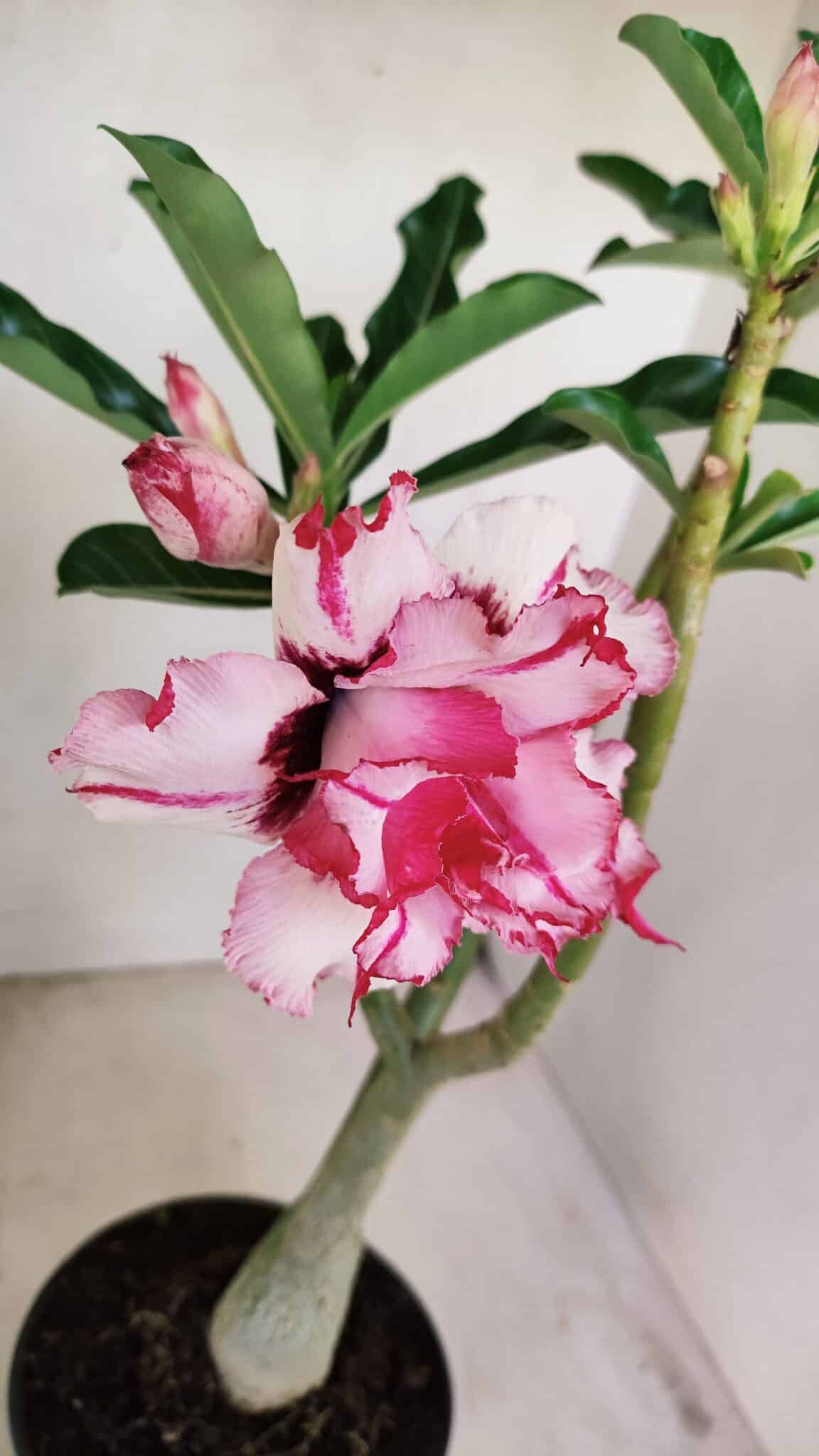 Planta Dobrada 3487 – 40cm – 03 anos - foto 9