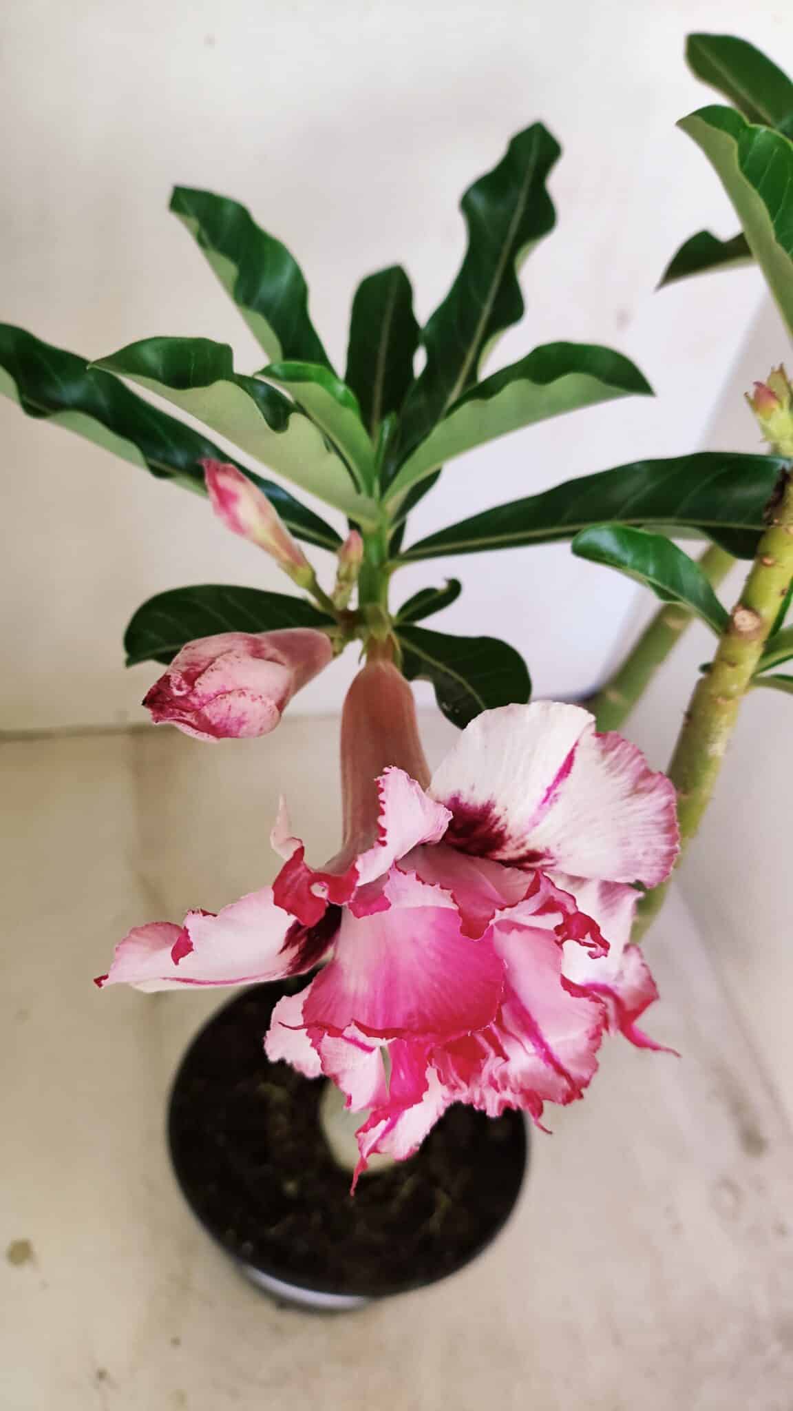 Planta Dobrada 3487 – 40cm – 03 anos - foto 5