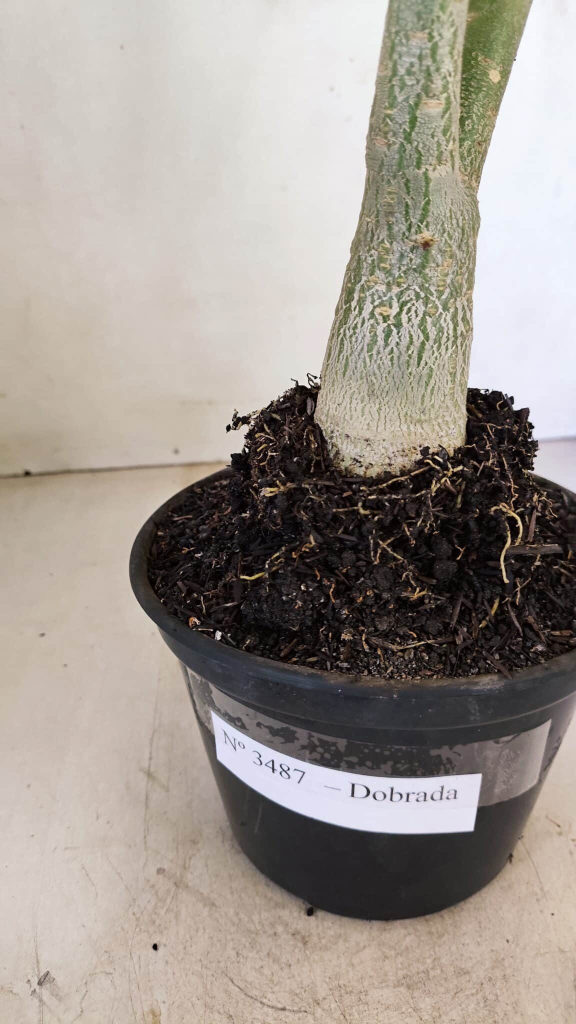 Planta Dobrada 3487 – 40cm – 03 anos - foto 8