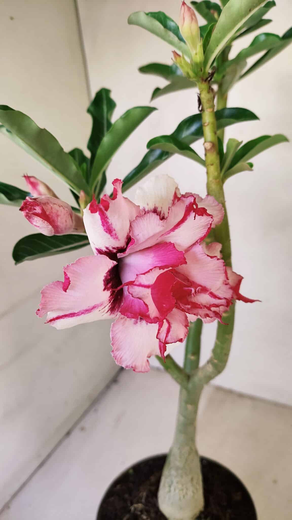 Planta Dobrada 3487 – 40cm – 03 anos - foto 3