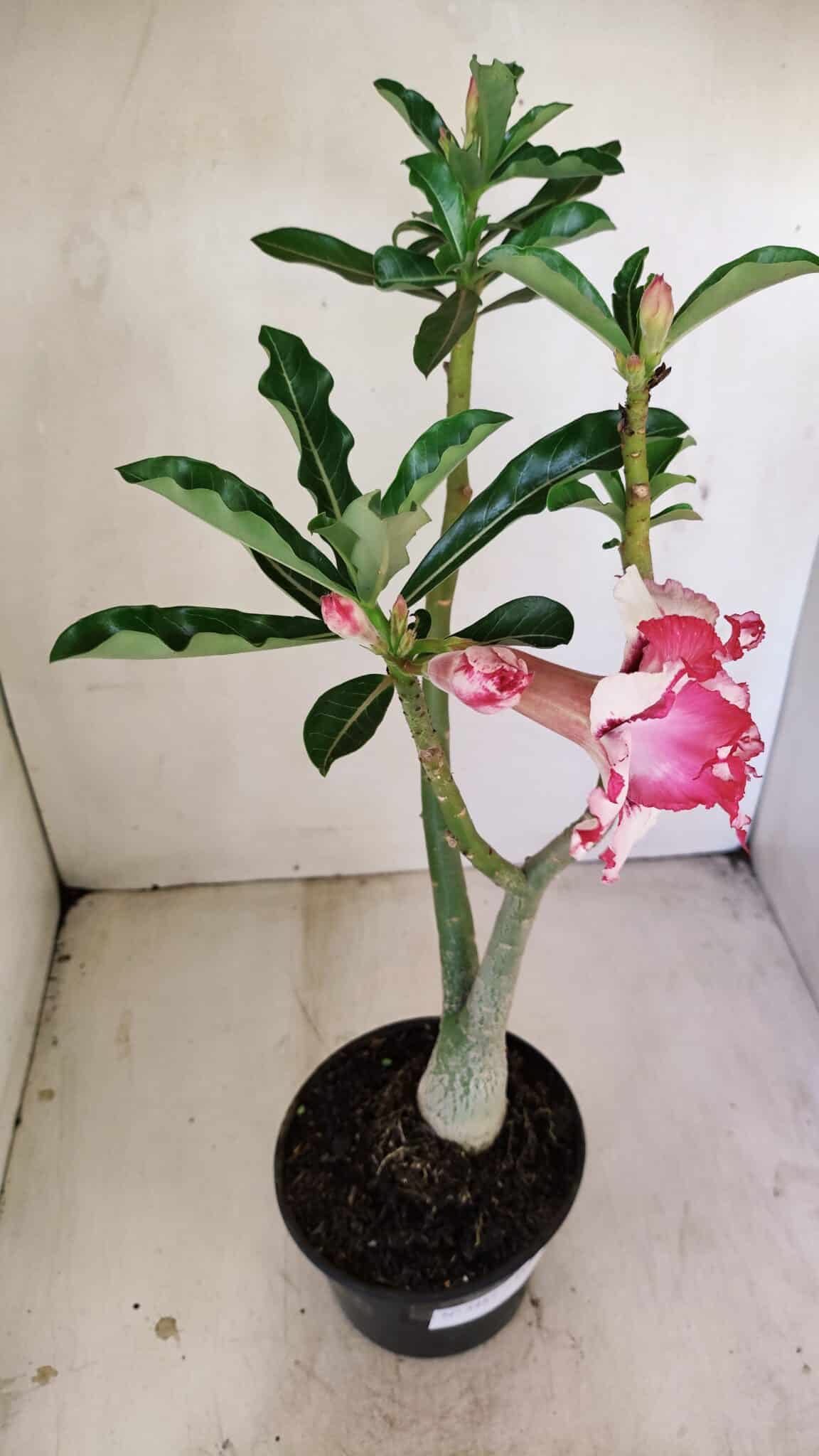 Planta Dobrada 3487 – 40cm – 03 anos - foto 7