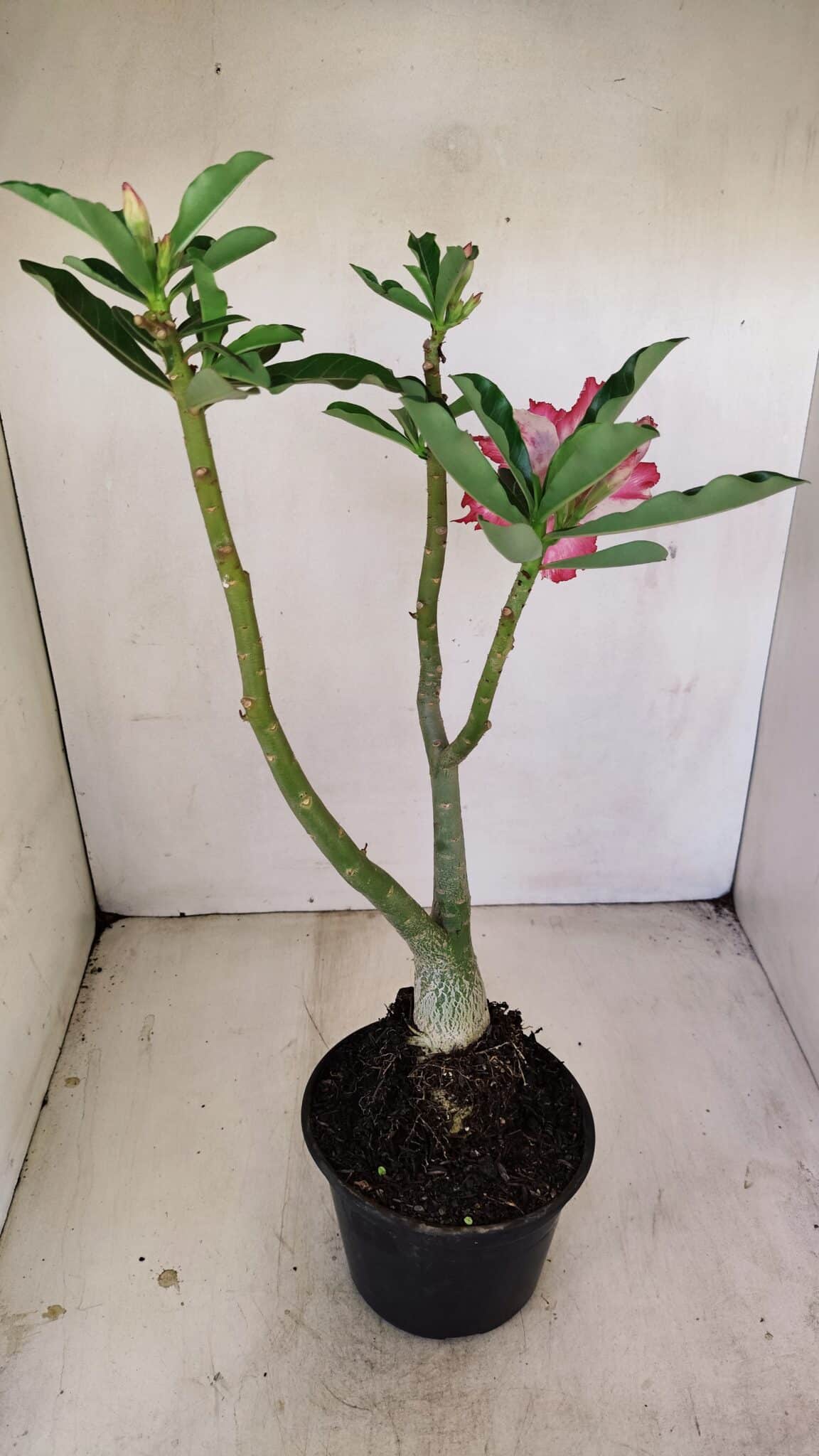 Planta Dobrada 3487 – 40cm – 03 anos - foto 6