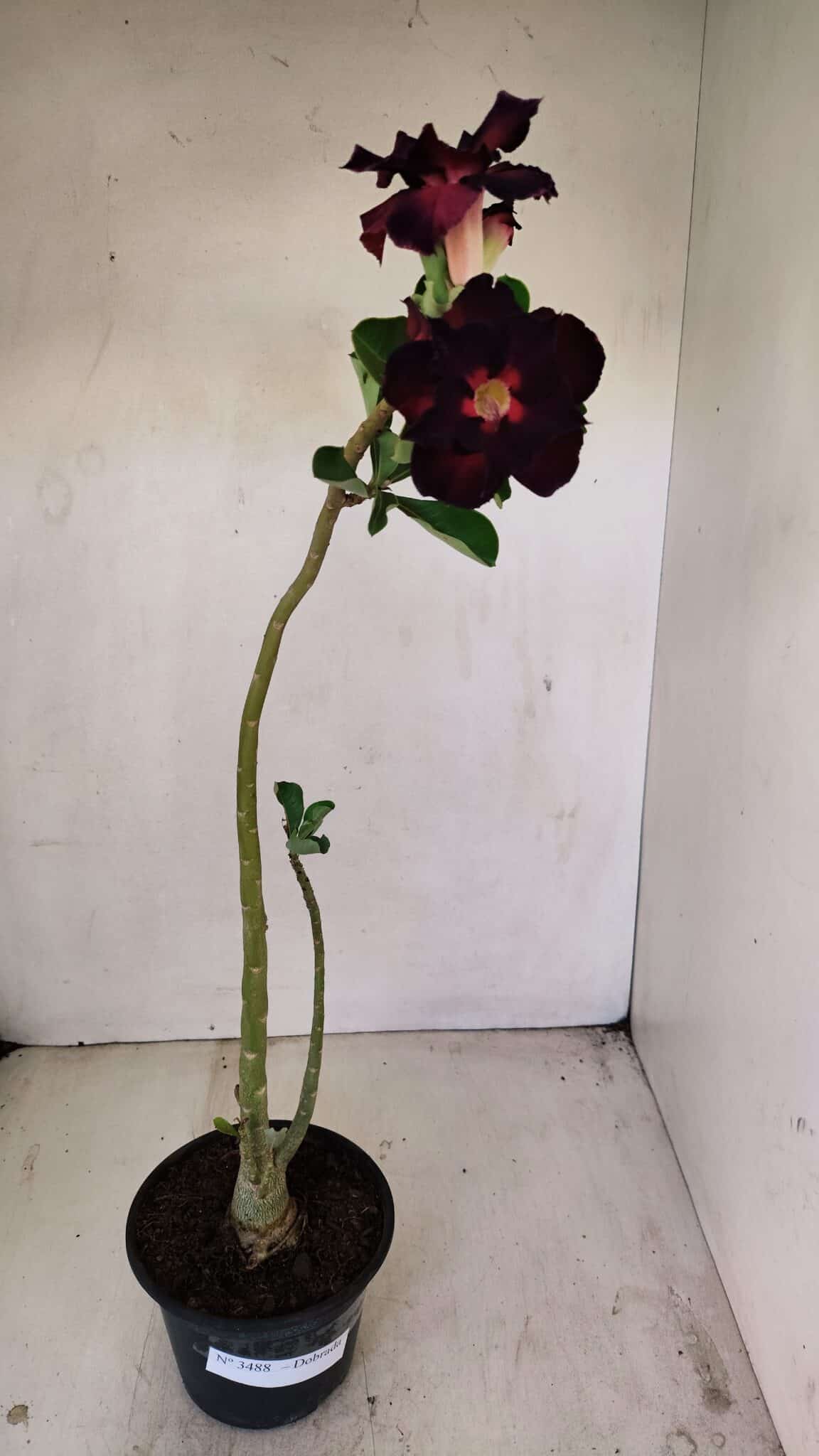 Planta Dobrada 3488 – 35cm – 03 anos - foto 2