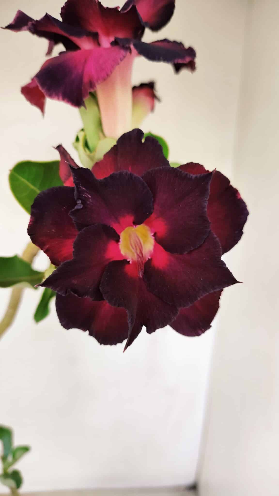 Planta Dobrada 3488 – 35cm – 03 anos - foto 3