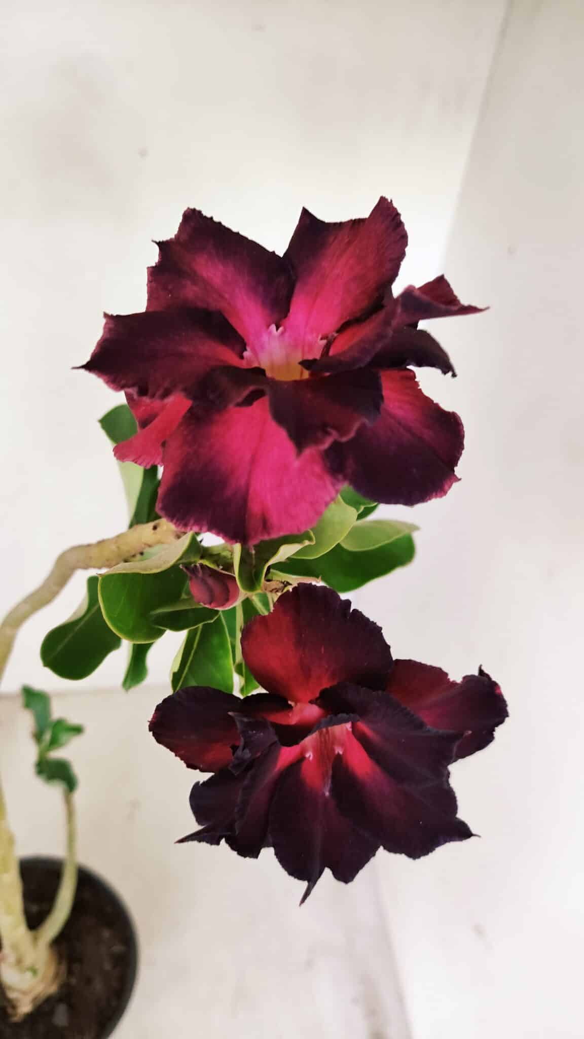 Planta Dobrada 3488 – 35cm – 03 anos - foto 4