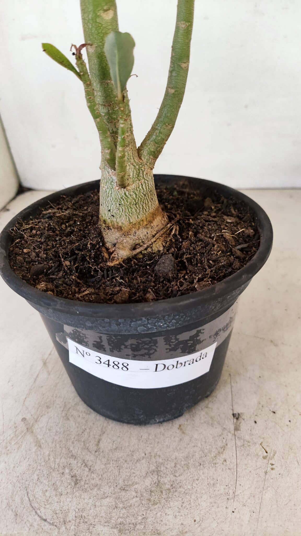 Planta Dobrada 3488 – 35cm – 03 anos - foto 6