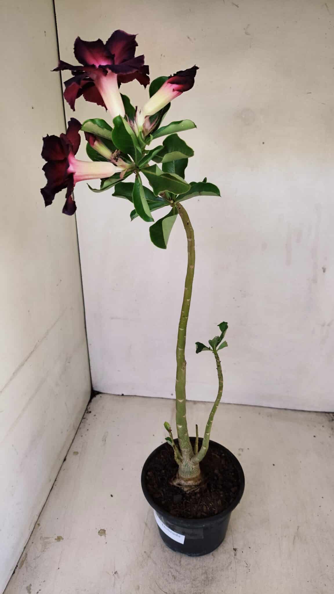 Planta Dobrada 3488 – 35cm – 03 anos - foto 5