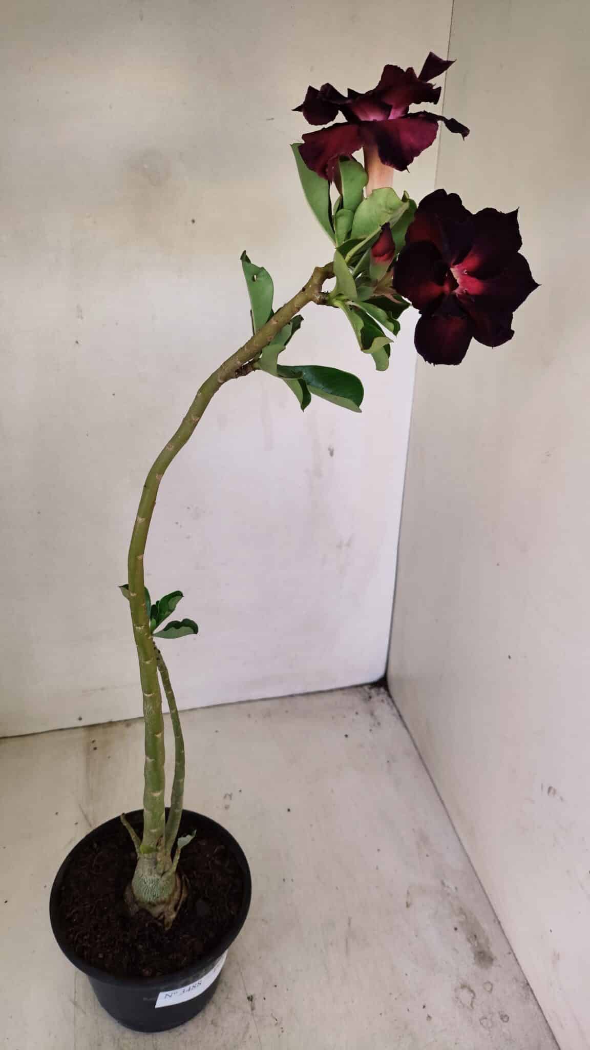 Planta Dobrada 3488 – 35cm – 03 anos - foto 7