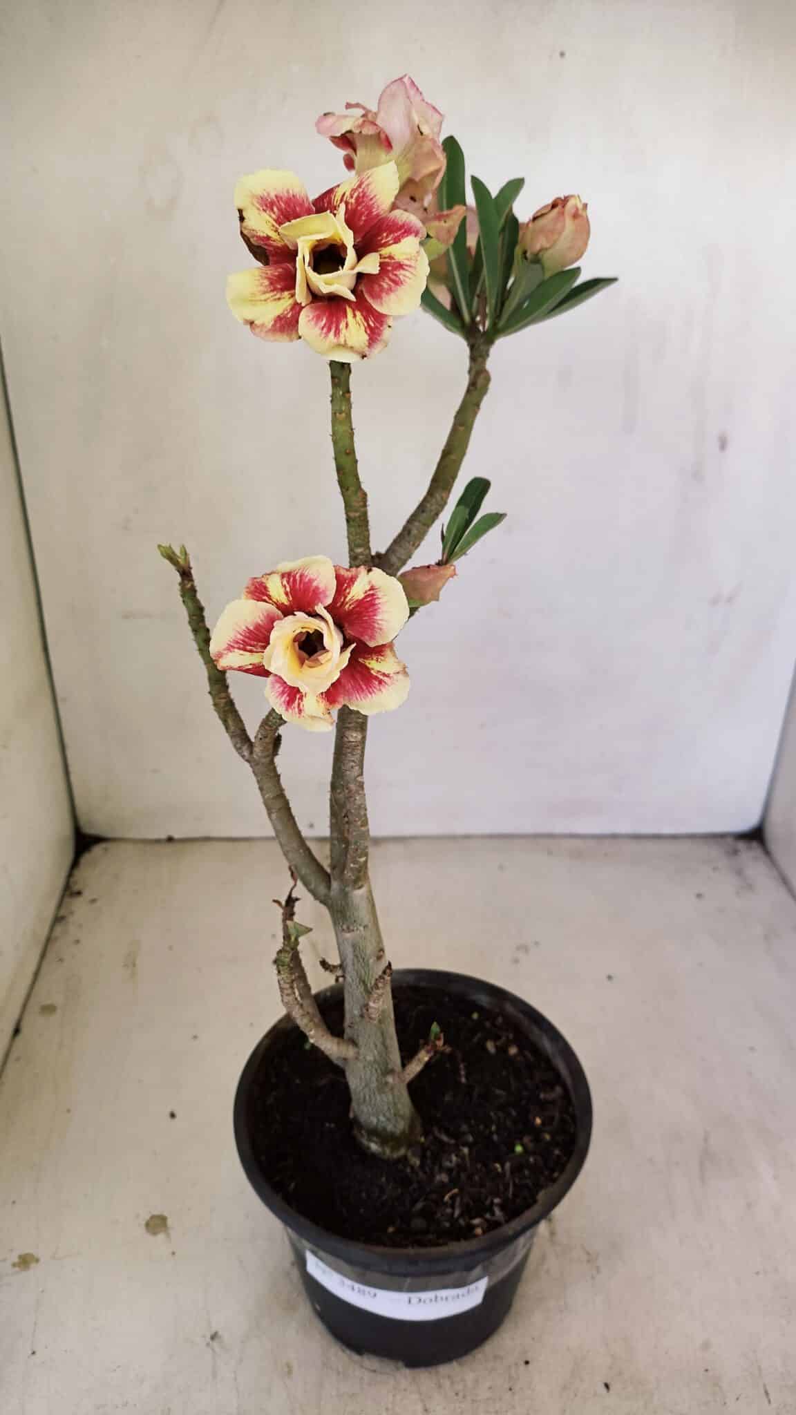 Planta Dobrada 3489 – 35cm – 03 anos - foto 2