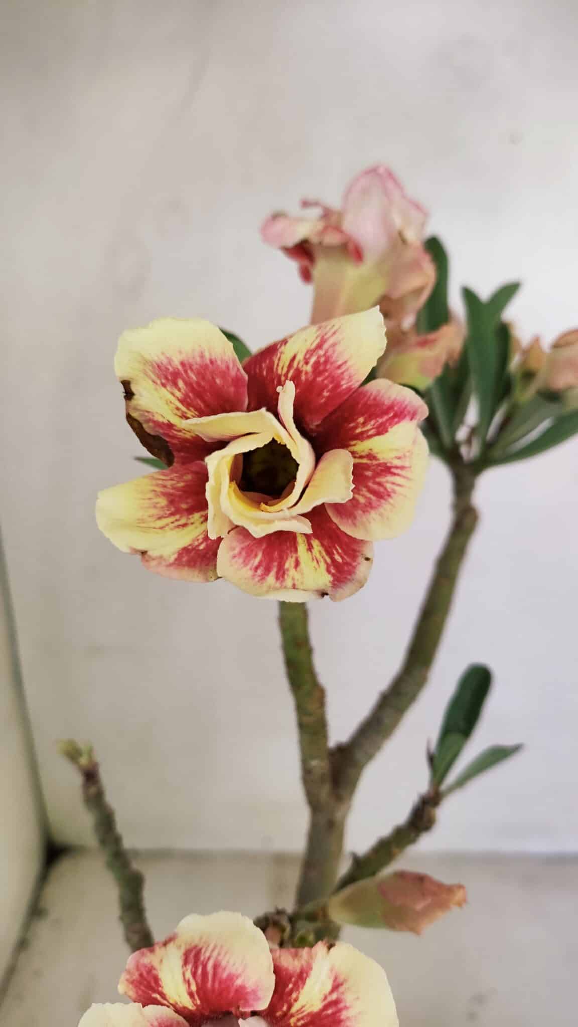 Planta Dobrada 3489 – 35cm – 03 anos - foto 3