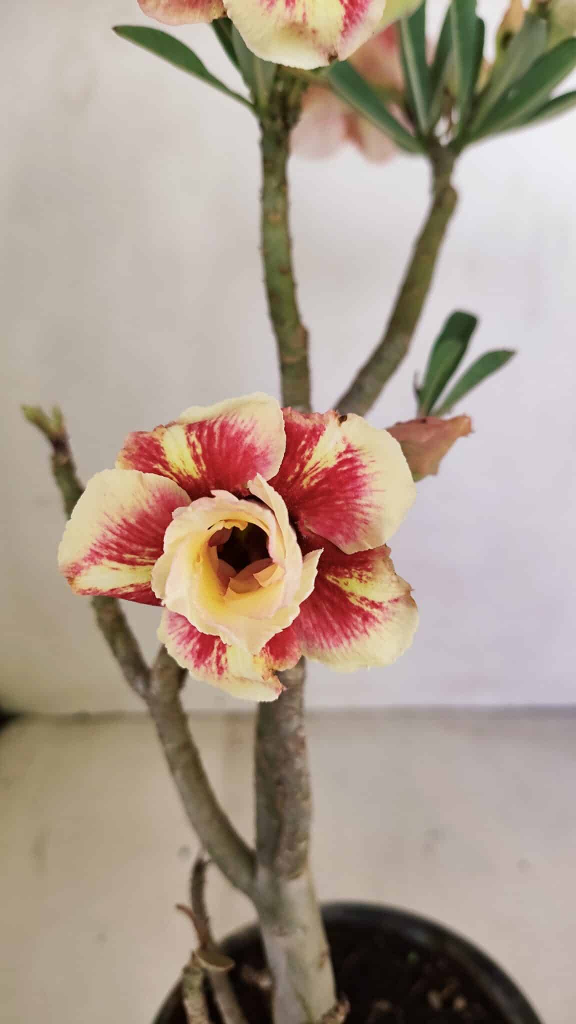 Planta Dobrada 3489 – 35cm – 03 anos - foto 4