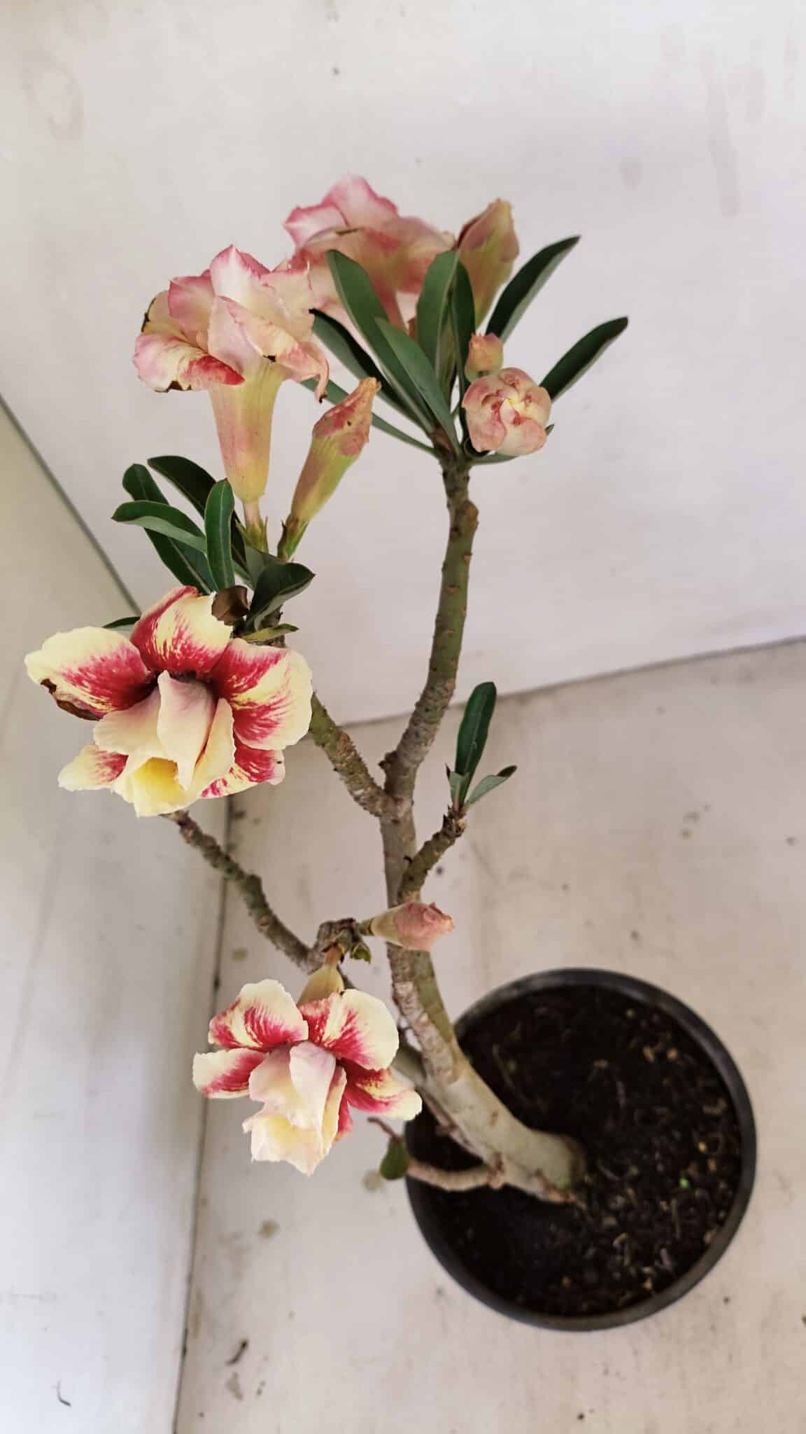 Planta Dobrada 3489 – 35cm – 03 anos - foto 5