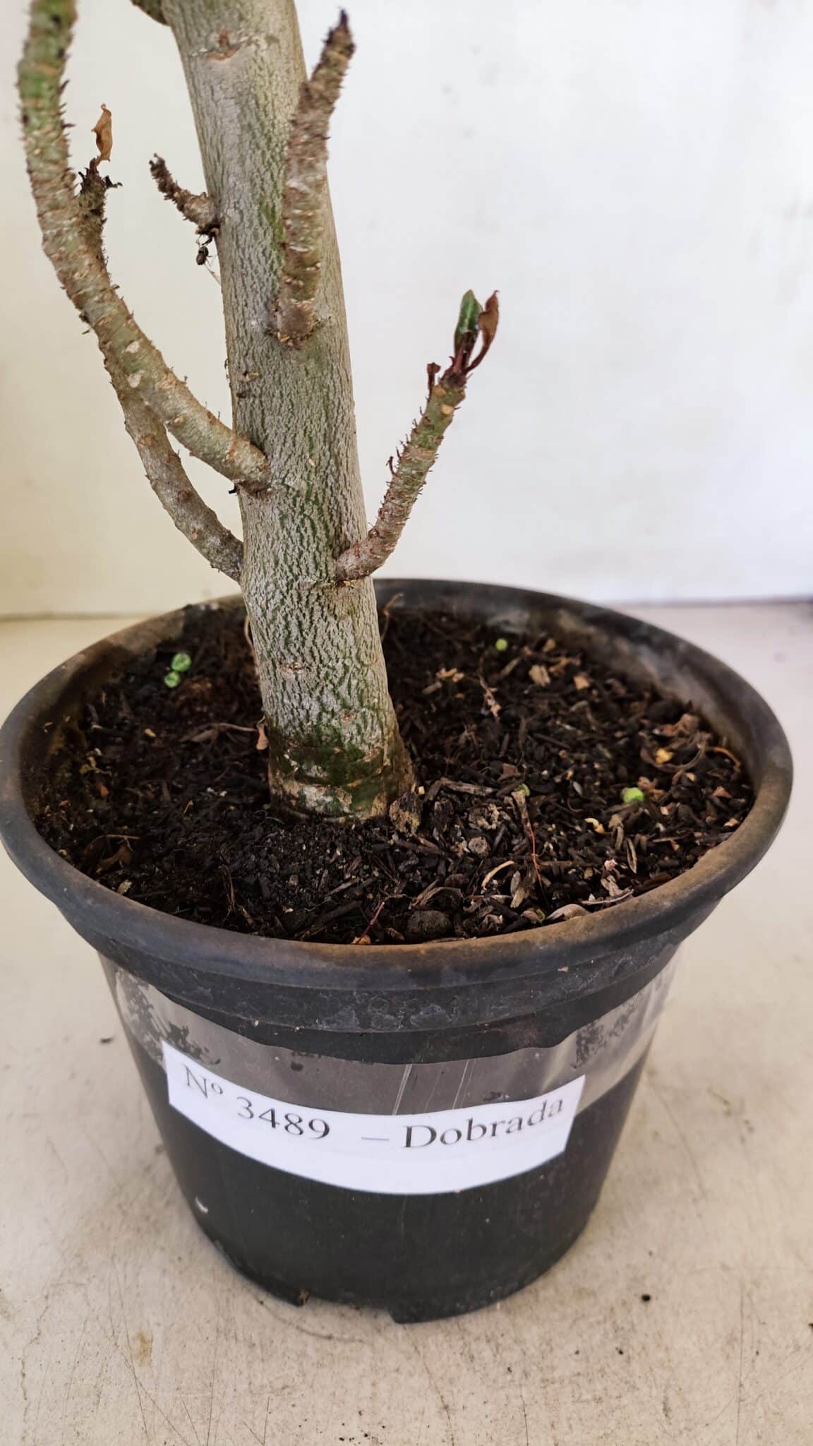 Planta Dobrada 3489 – 35cm – 03 anos - foto 8