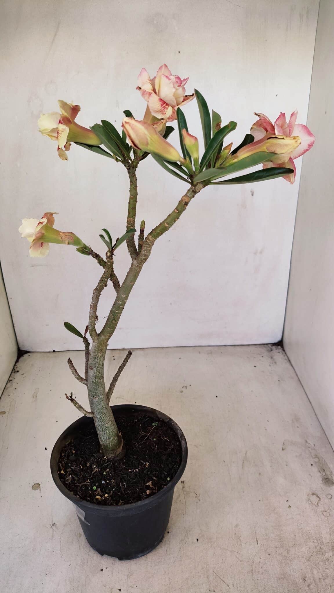 Planta Dobrada 3489 – 35cm – 03 anos - foto 7